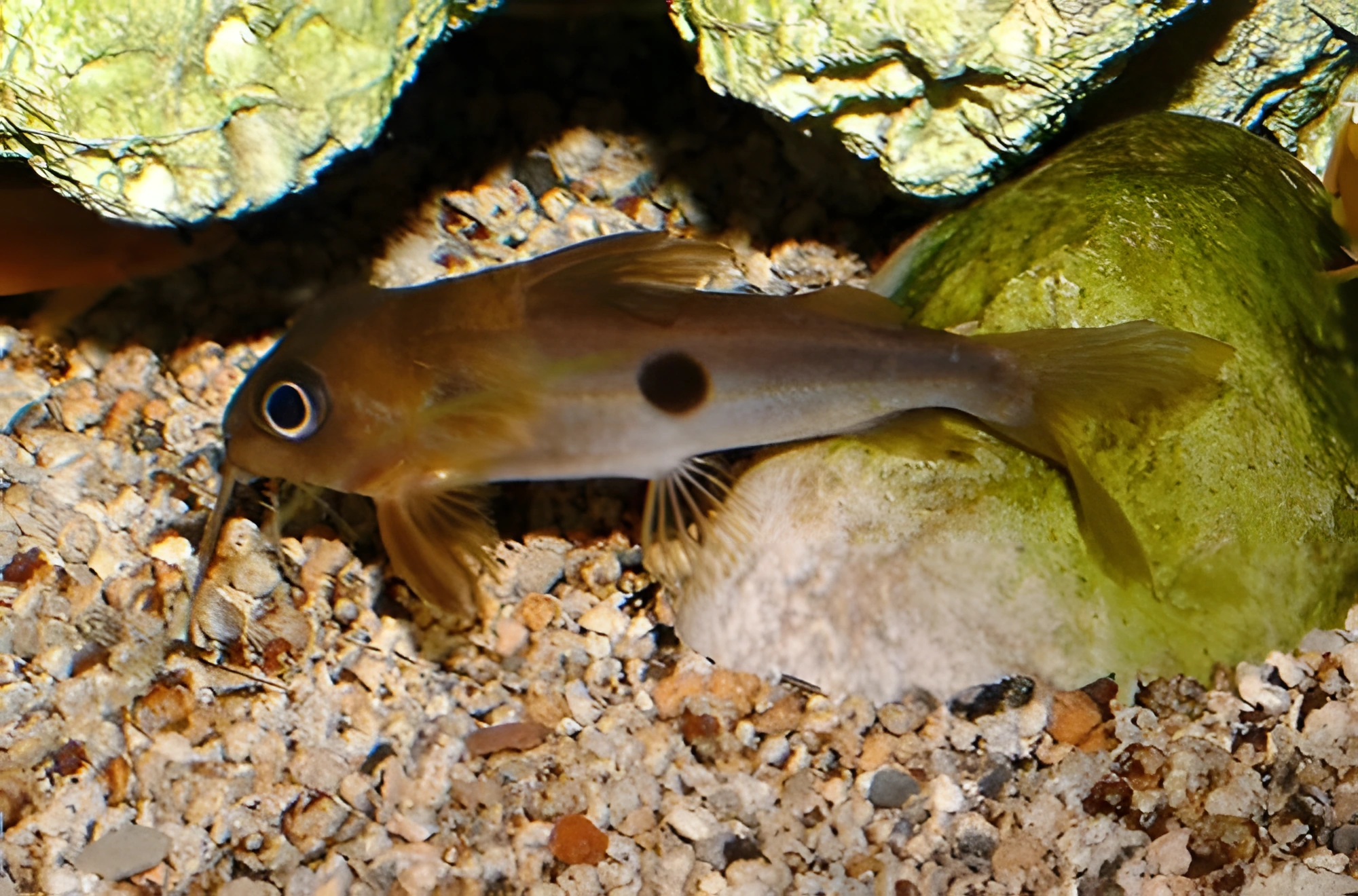 Fotografía del pez de acuario Synodontis dominó