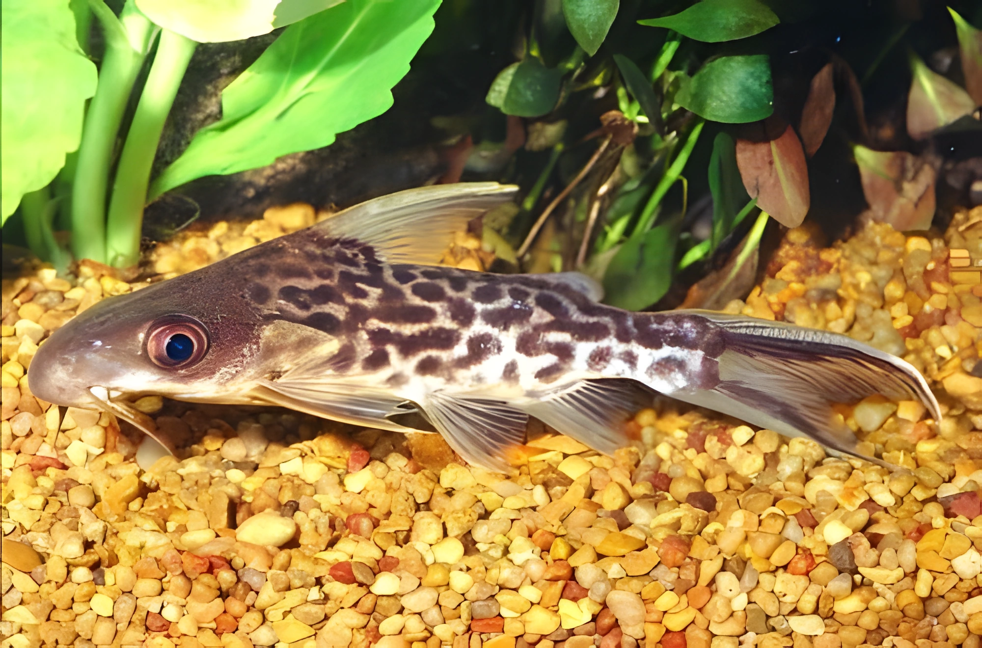 Fotografía del pez de acuario Synodontis de Kenia