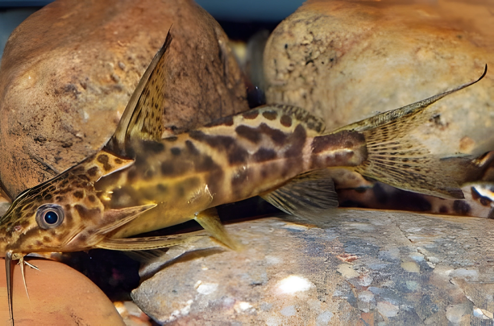 Fotografía del pez de acuario Synodontis del Congo