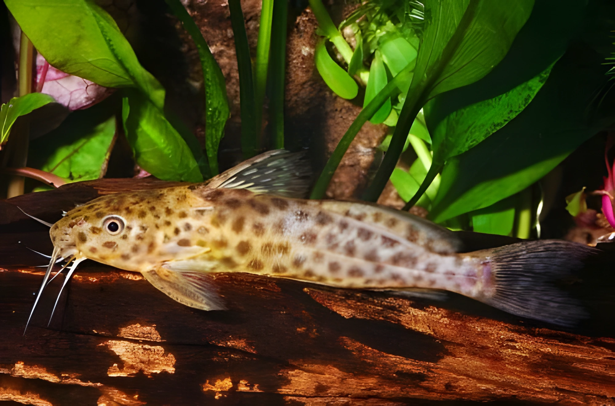 Fotografía del pez de acuario Synodontis leopardo