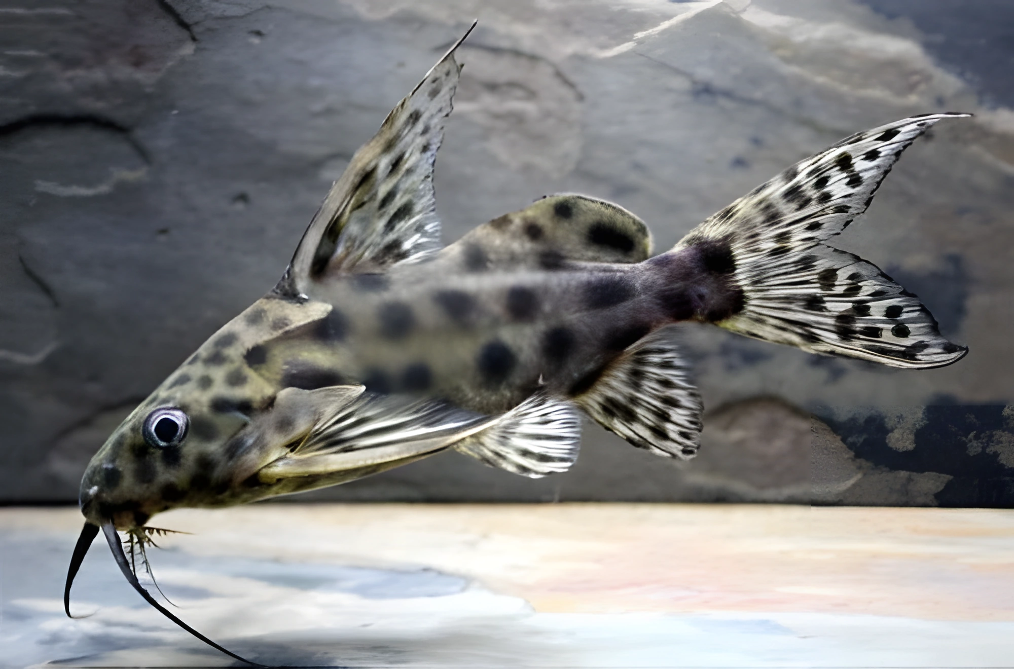Fotografía del pez de acuario Synodontis velifer