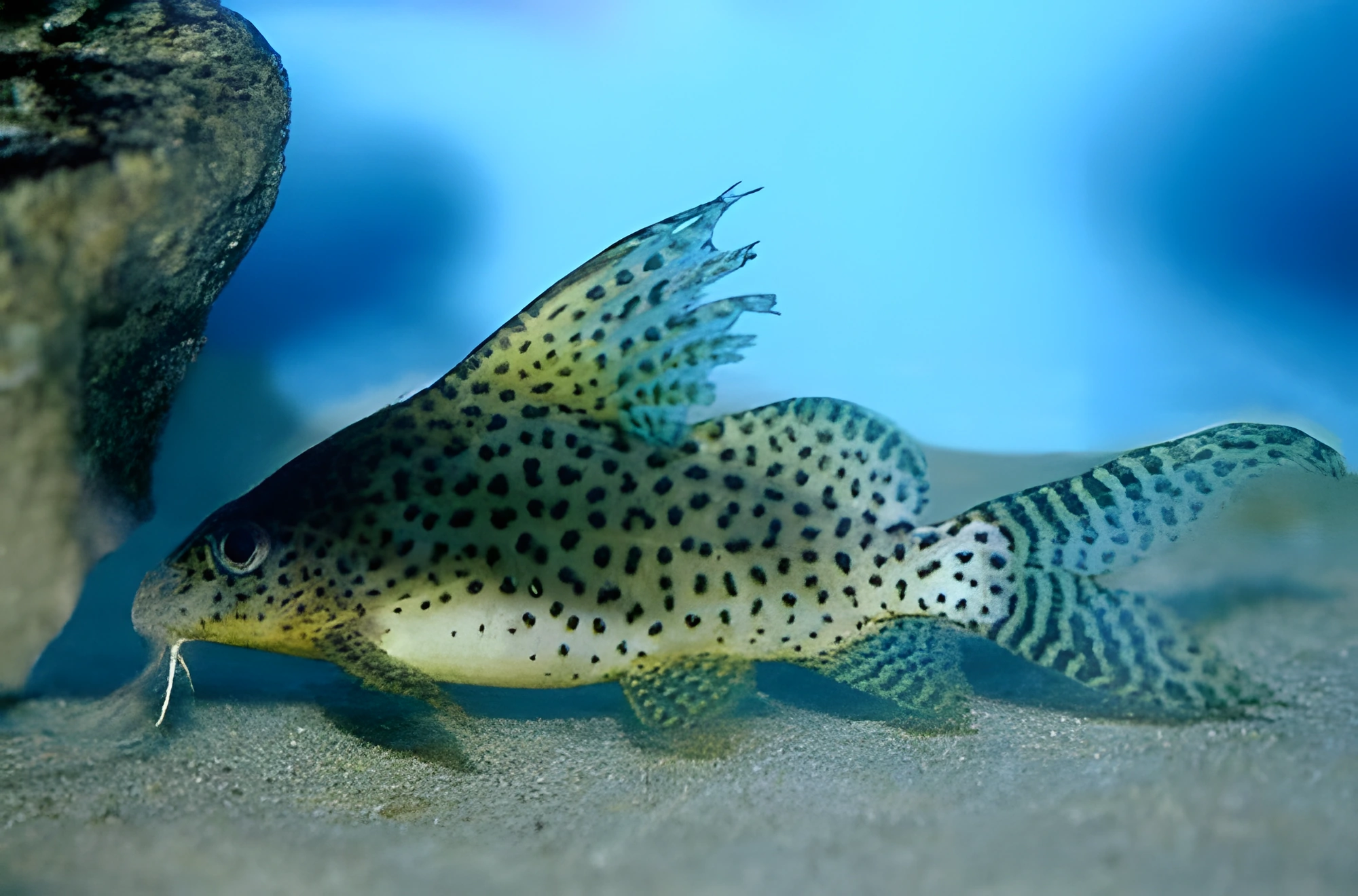 Fotografía del pez de acuario Synodontis velo