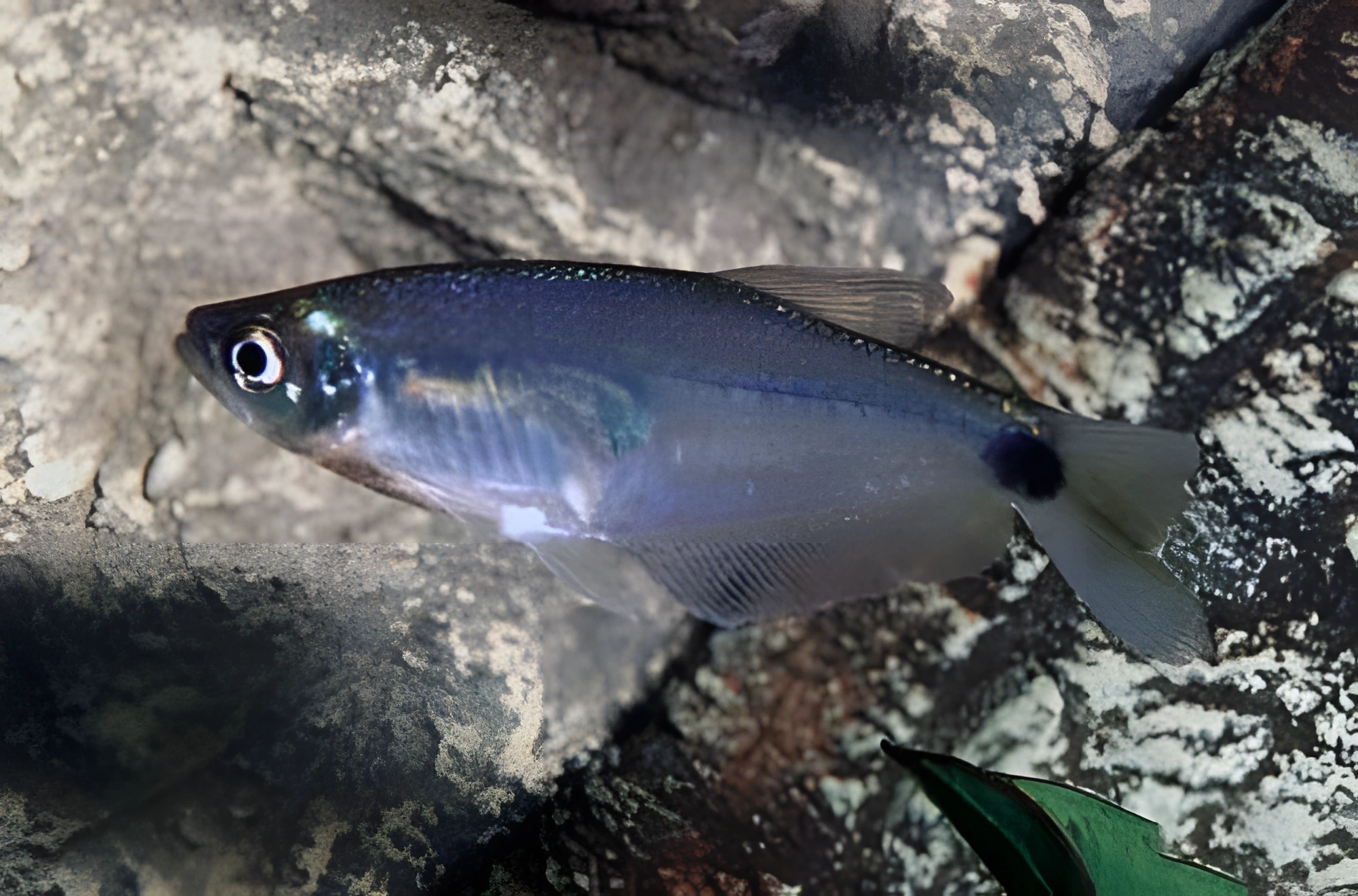 Fotografía del pez de acuario Tetra de cristal azul