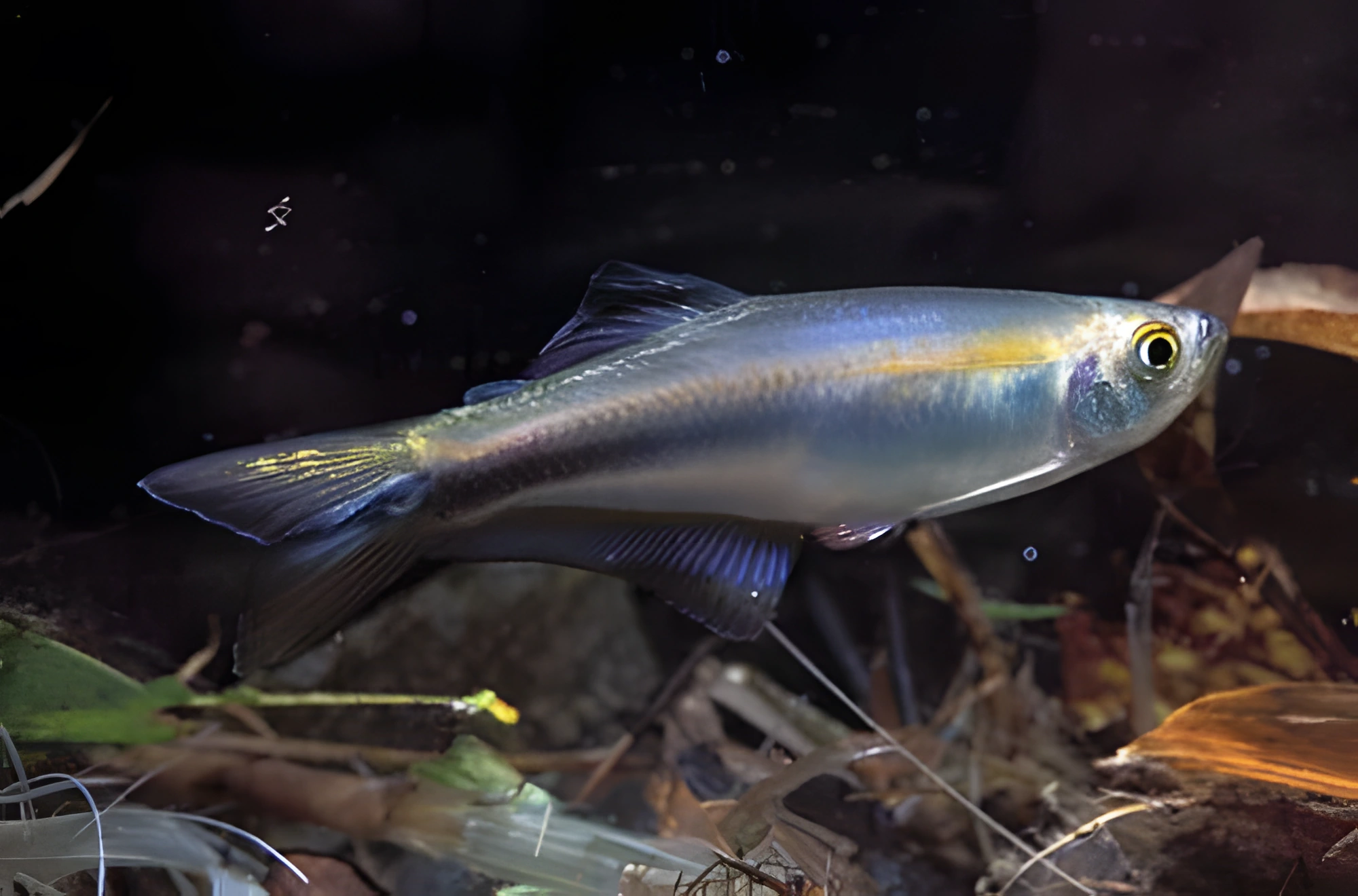 Fotografía del pez de acuario Tetra Azul