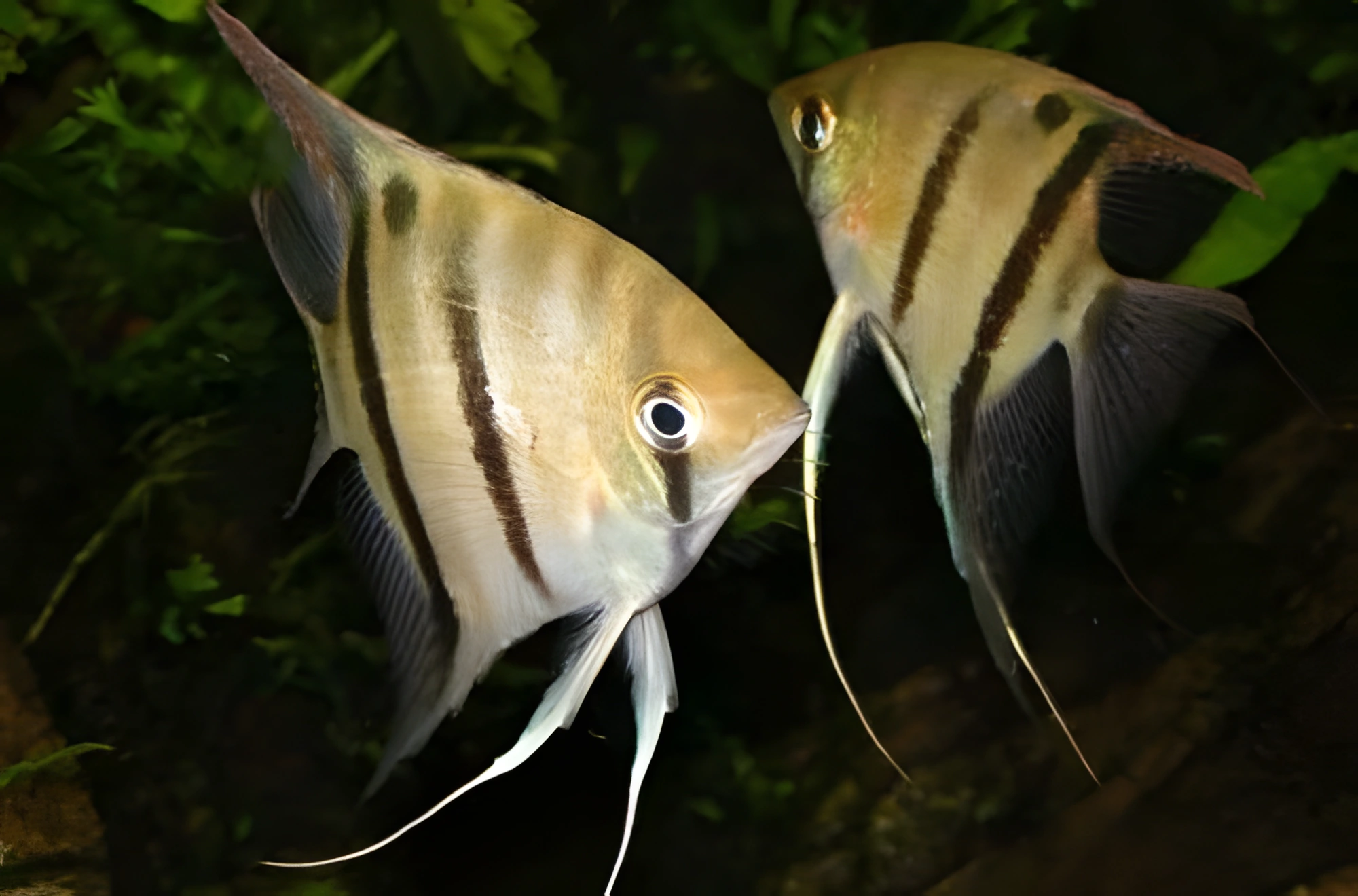 Fotografía del pez de acuario Pez ángel de Leopoldo