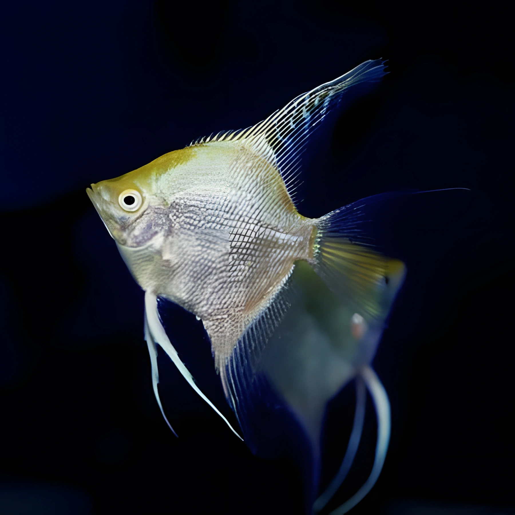 Photo of aquarium fish Angelfish
