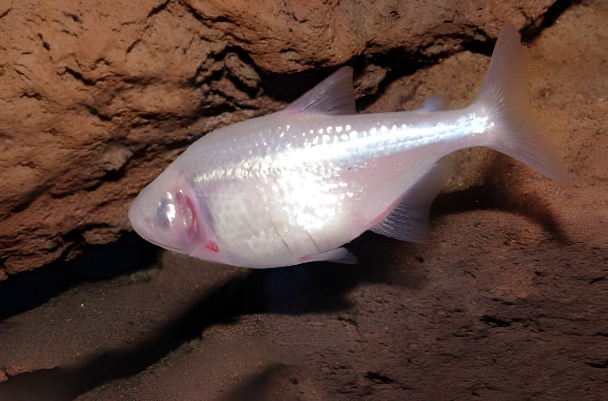 Fotografía del pez de acuario Tetra Ciega de Cueva