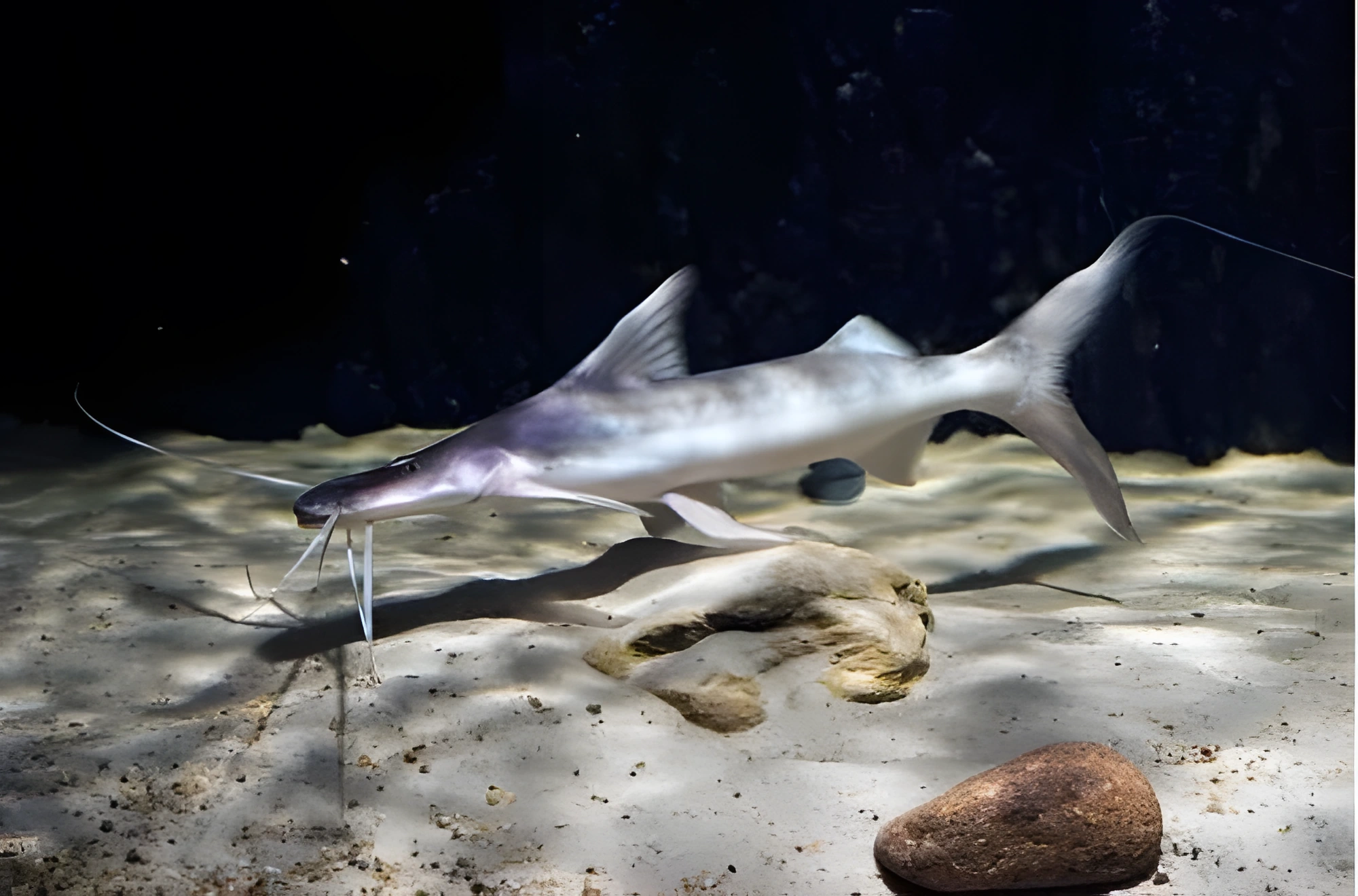 Fotografía del pez de acuario Bagre baboso