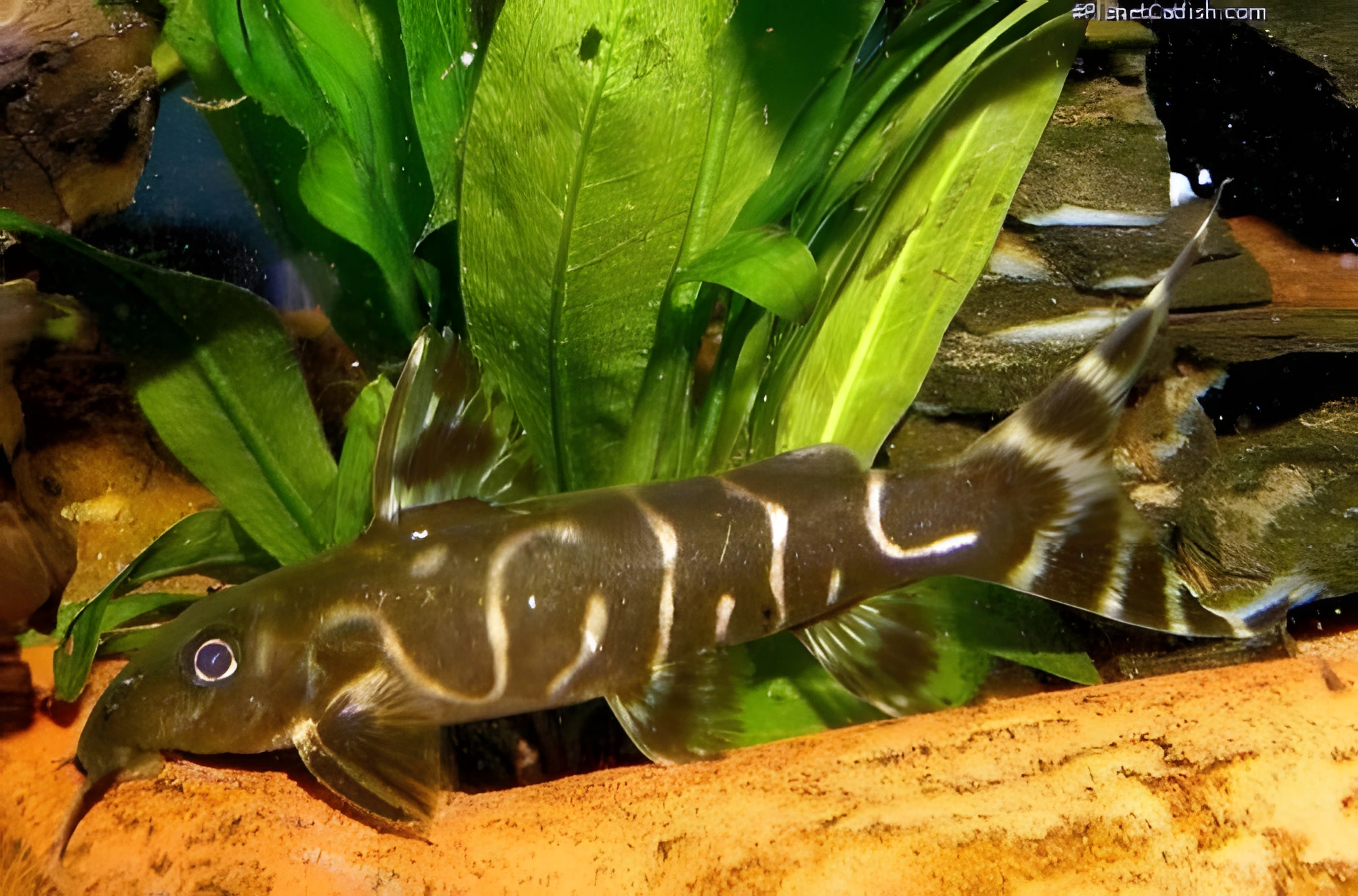 Fotografía del pez de acuario Synodontis brichardi