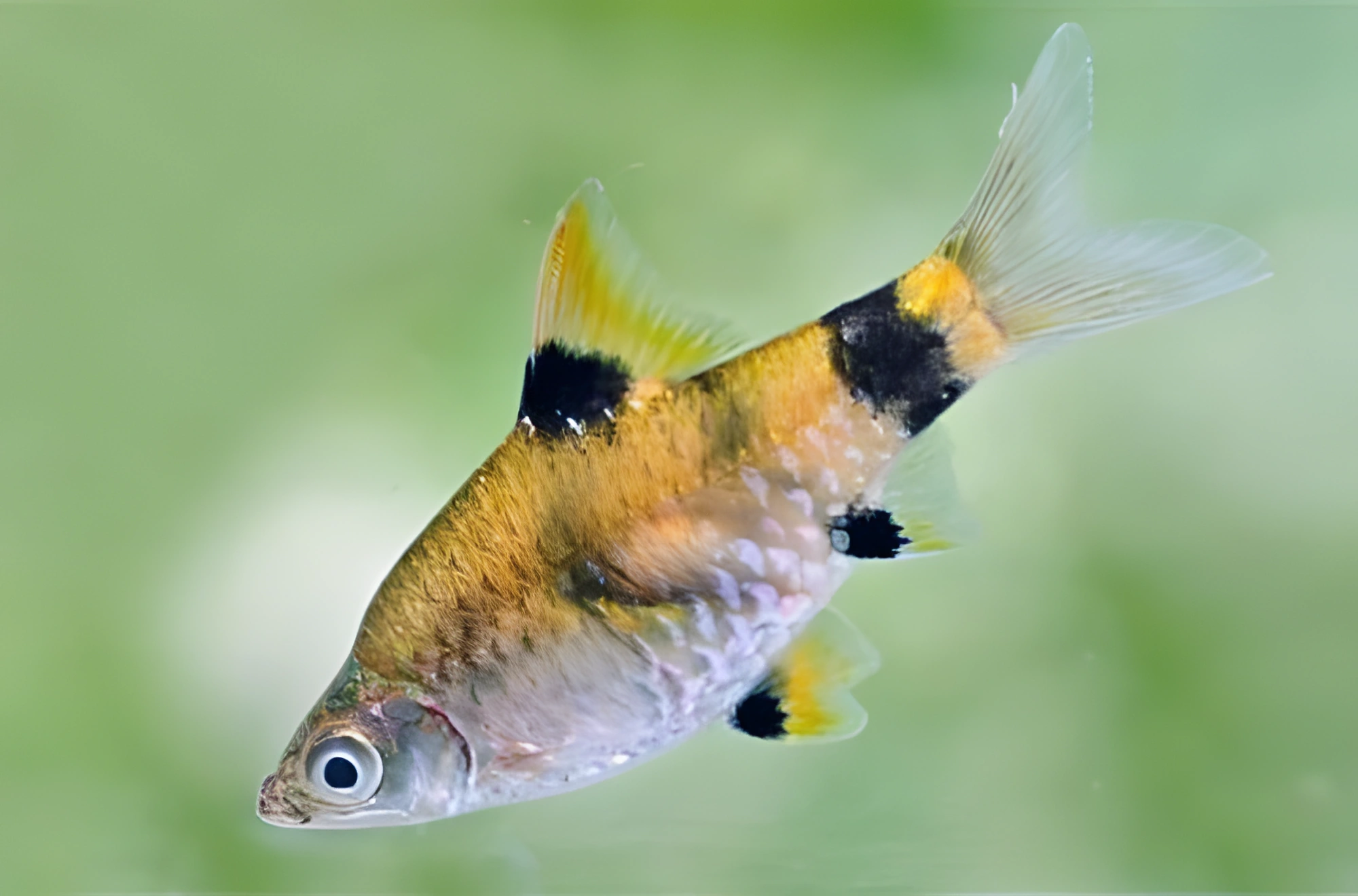 Fotografía del pez de acuario Barbo Sol