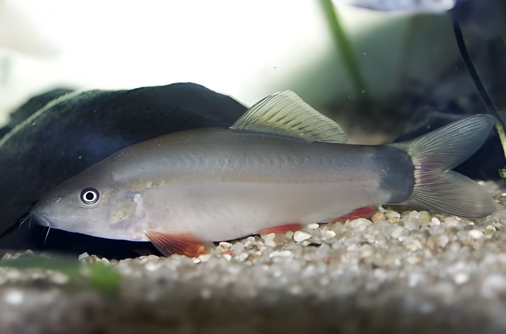 Fotografía del pez de acuario Locha Sol