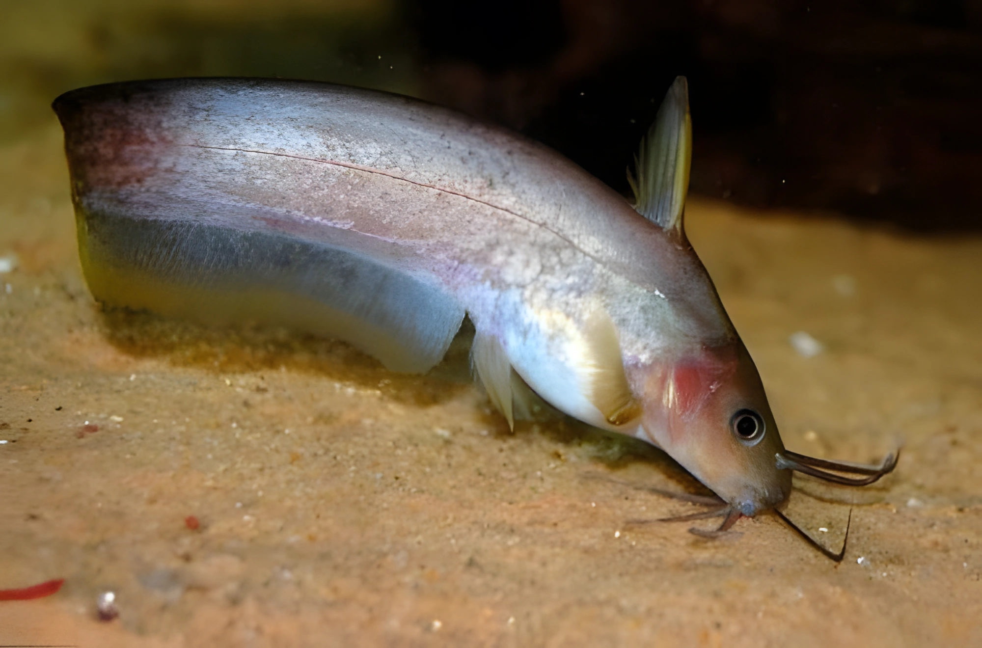 Fotografía del pez de acuario Pez gato australiano