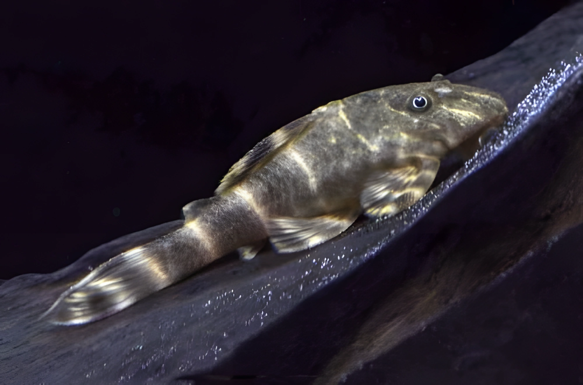Fotografía del pez de acuario Pez gato mariposa