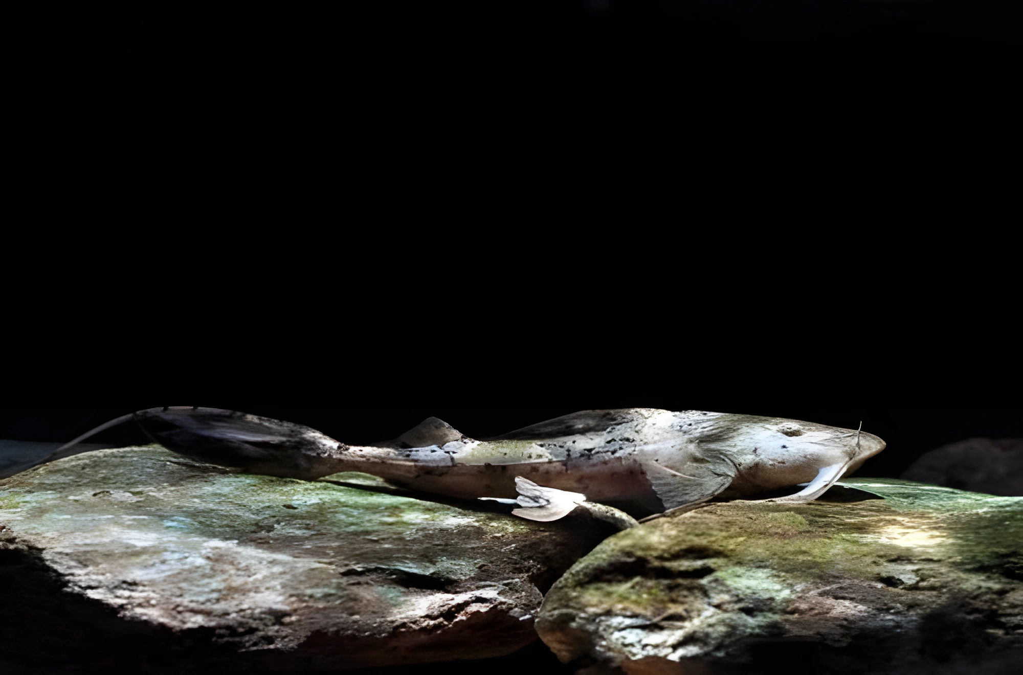 Fotografía del pez de acuario Bagarius yarrelli