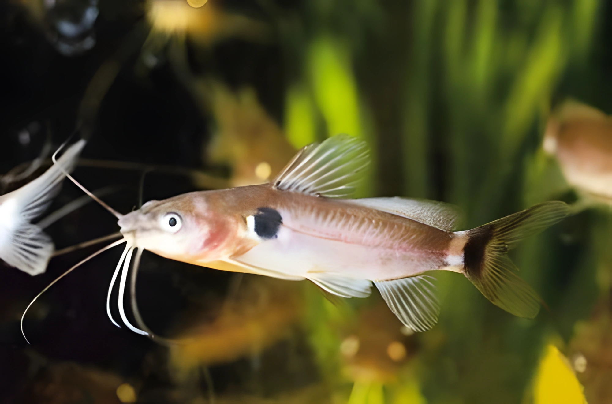Fotografía del pez de acuario Pez gato Mystus nigriceps
