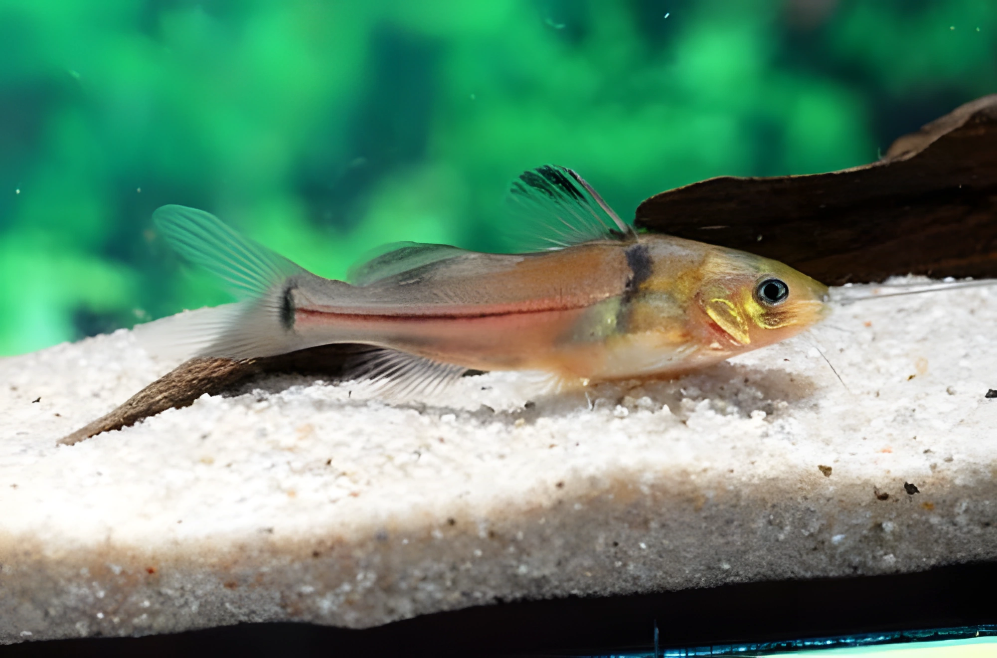 Fotografía del pez de acuario Pez gato alfiler