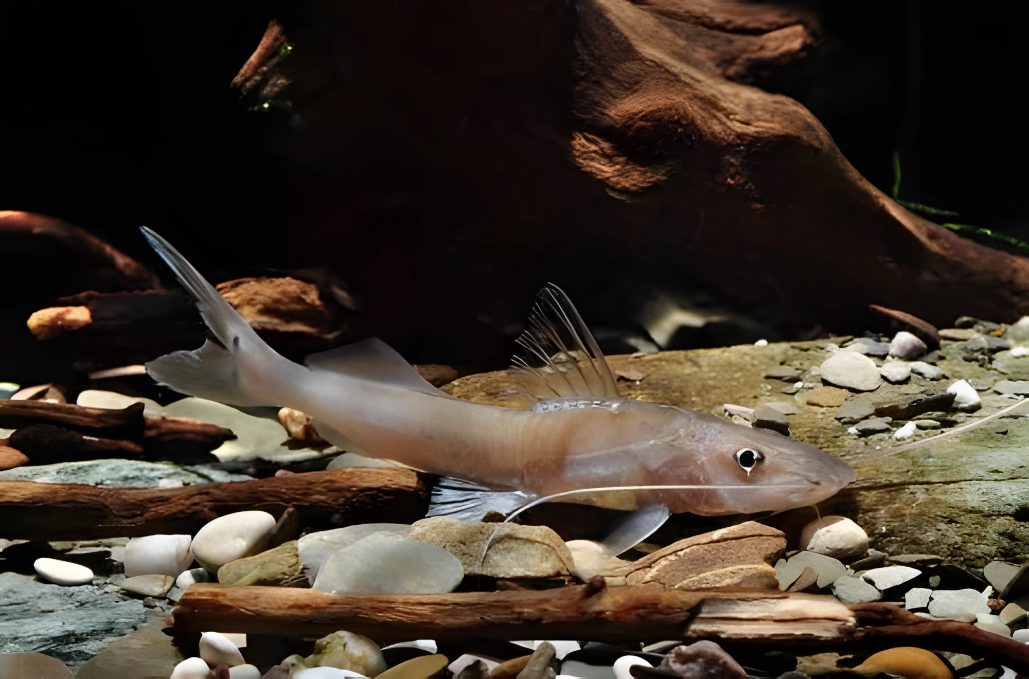 Fotografía del pez de acuario Bagre de bigotes largos