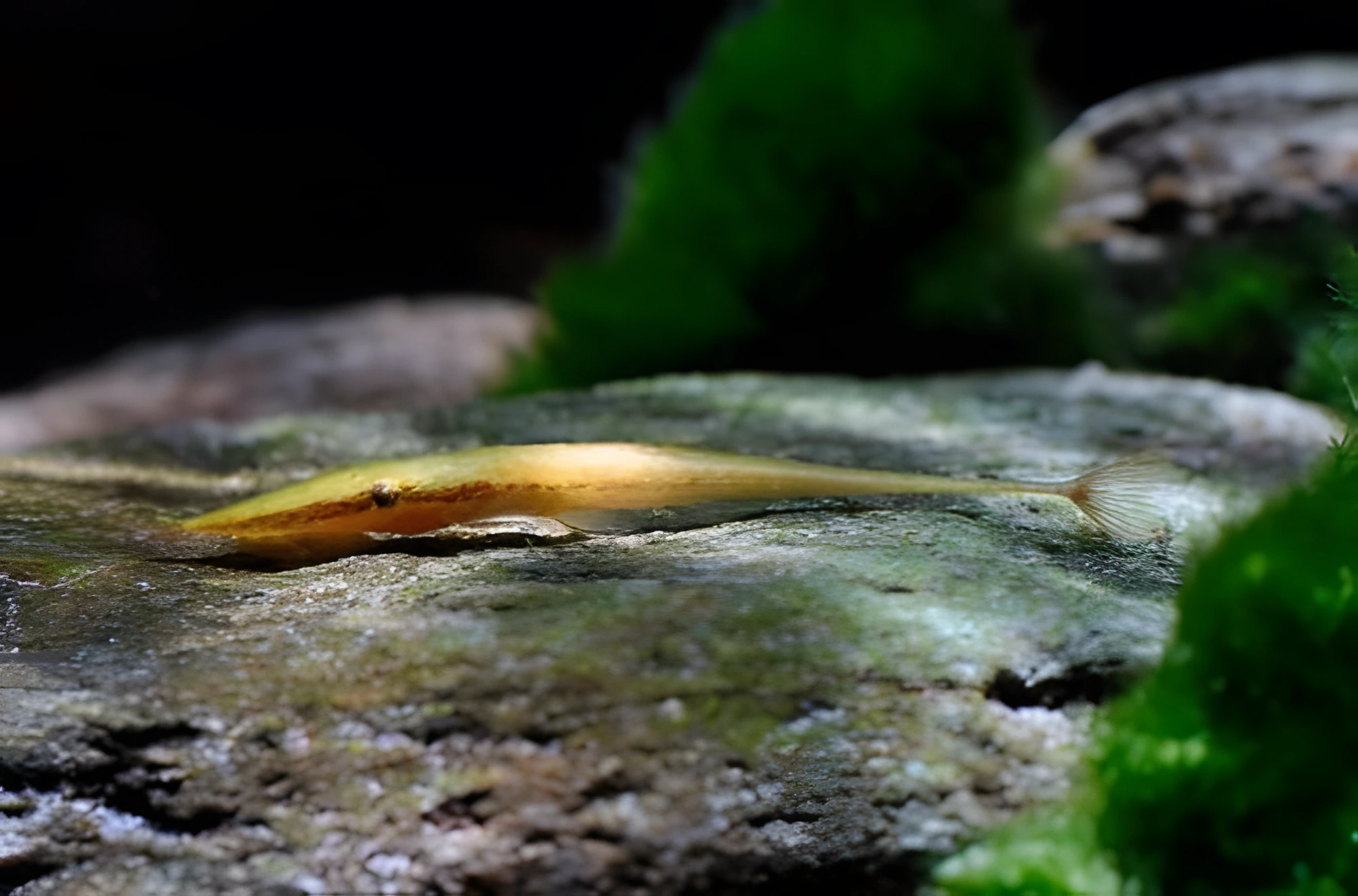 Fotografía del pez de acuario Pez gato cola de látigo