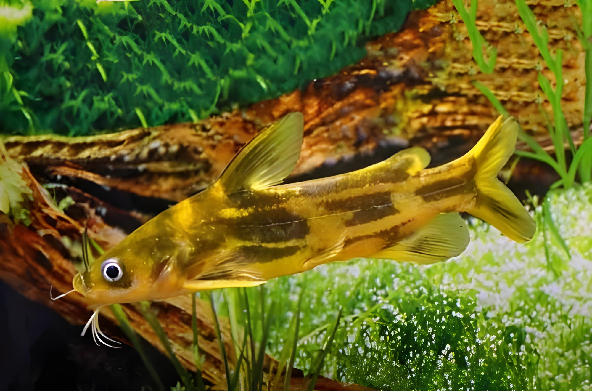 Fotografía del pez de acuario Pez gato bagre rayado