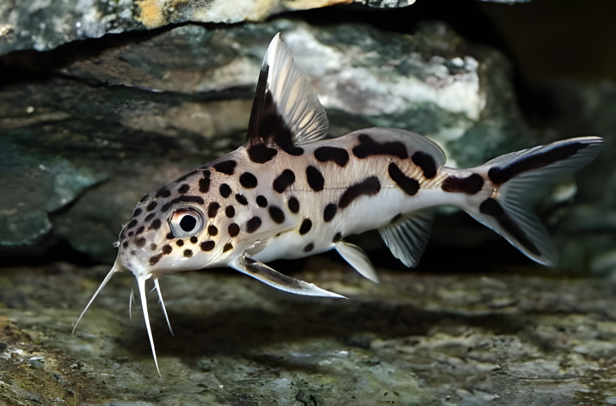 Fotografía del pez de acuario Pez gato cuco