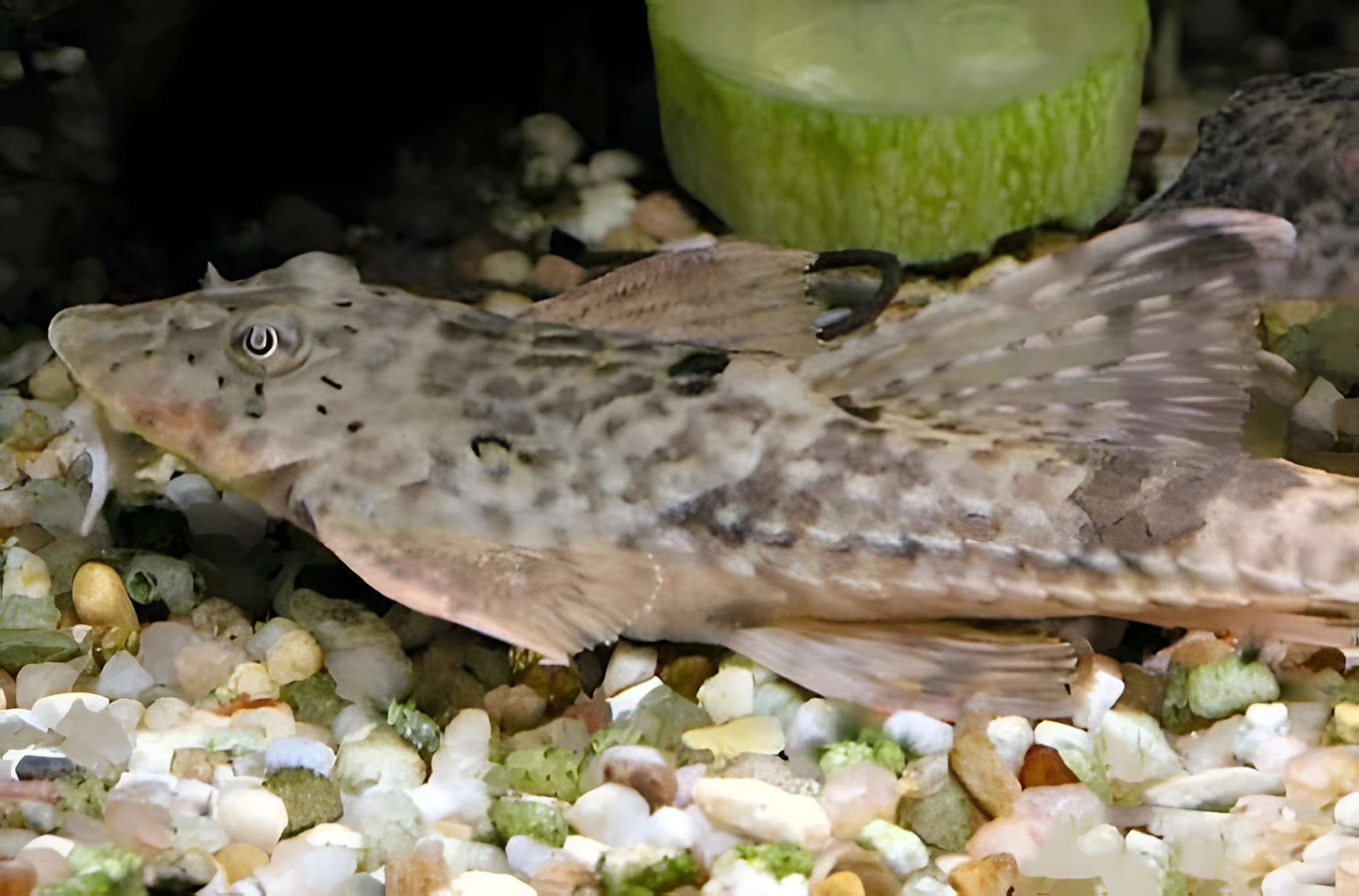 Fotografía del pez de acuario Loricárido