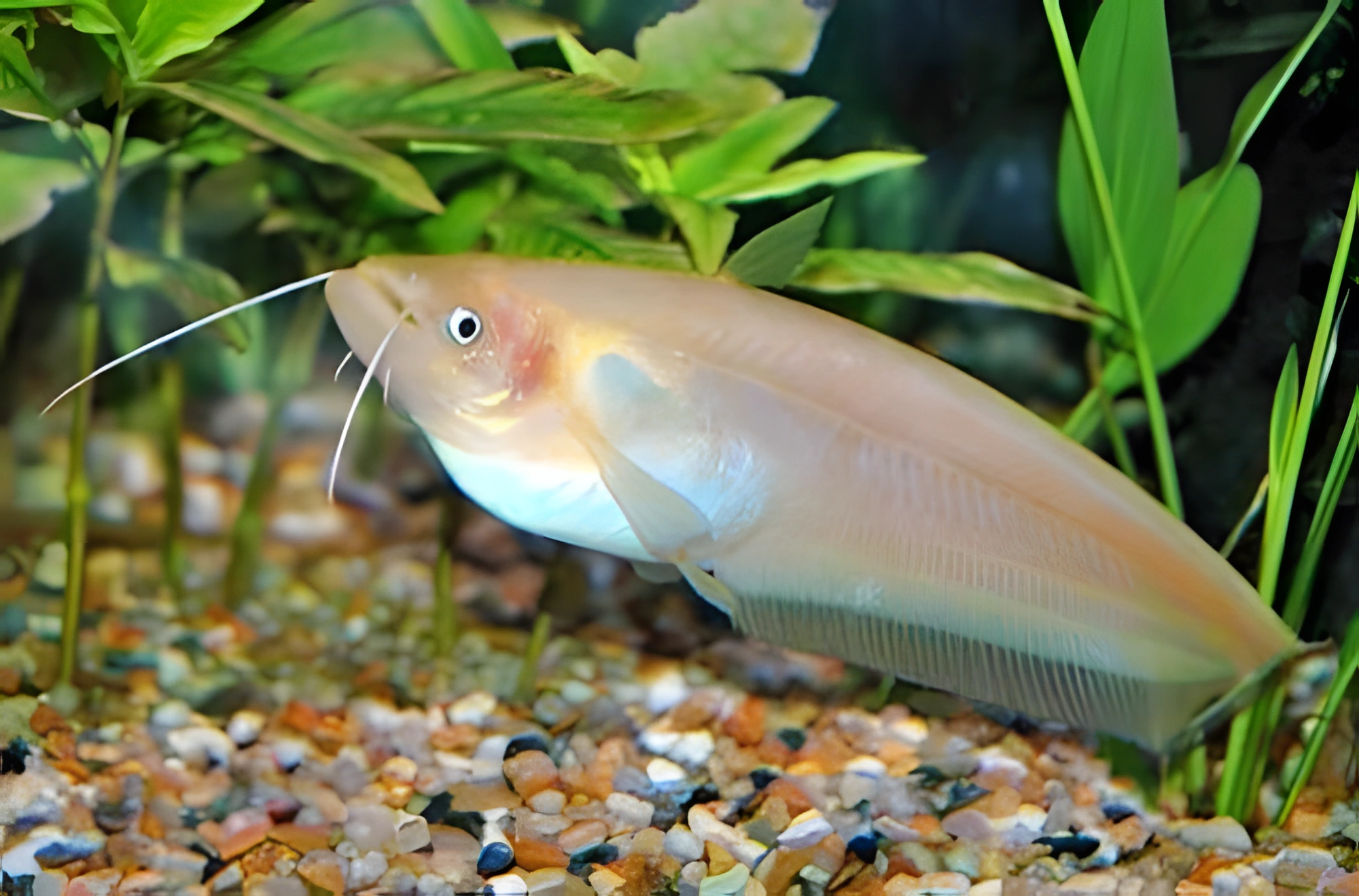 Fotografía del pez de acuario Pez gato Ompok