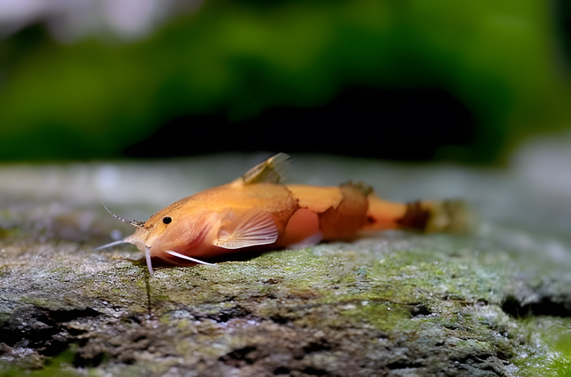 Fotografía del pez de acuario Pez gato avispa