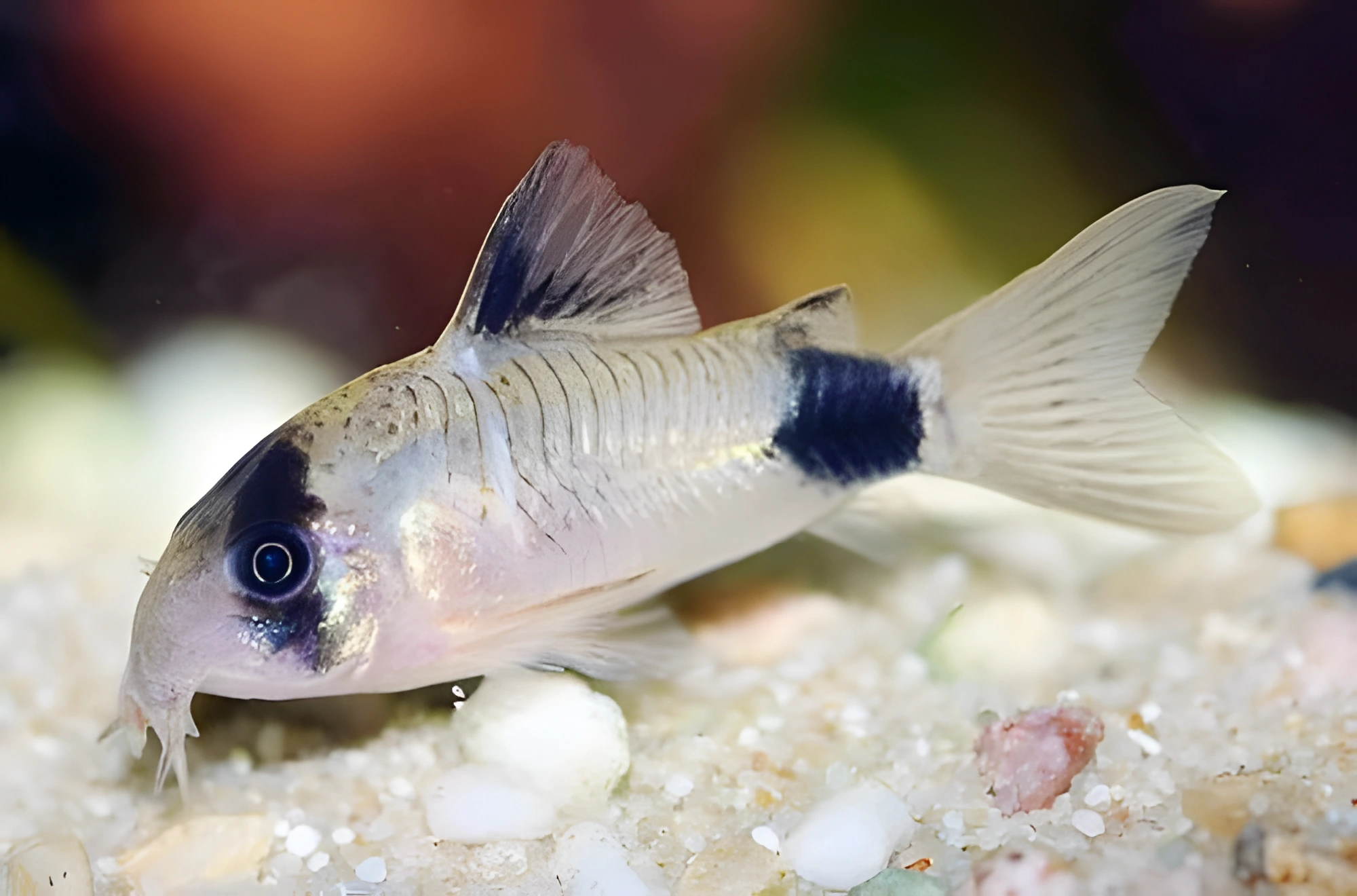 Photo of aquarium fish Panda Corydoras