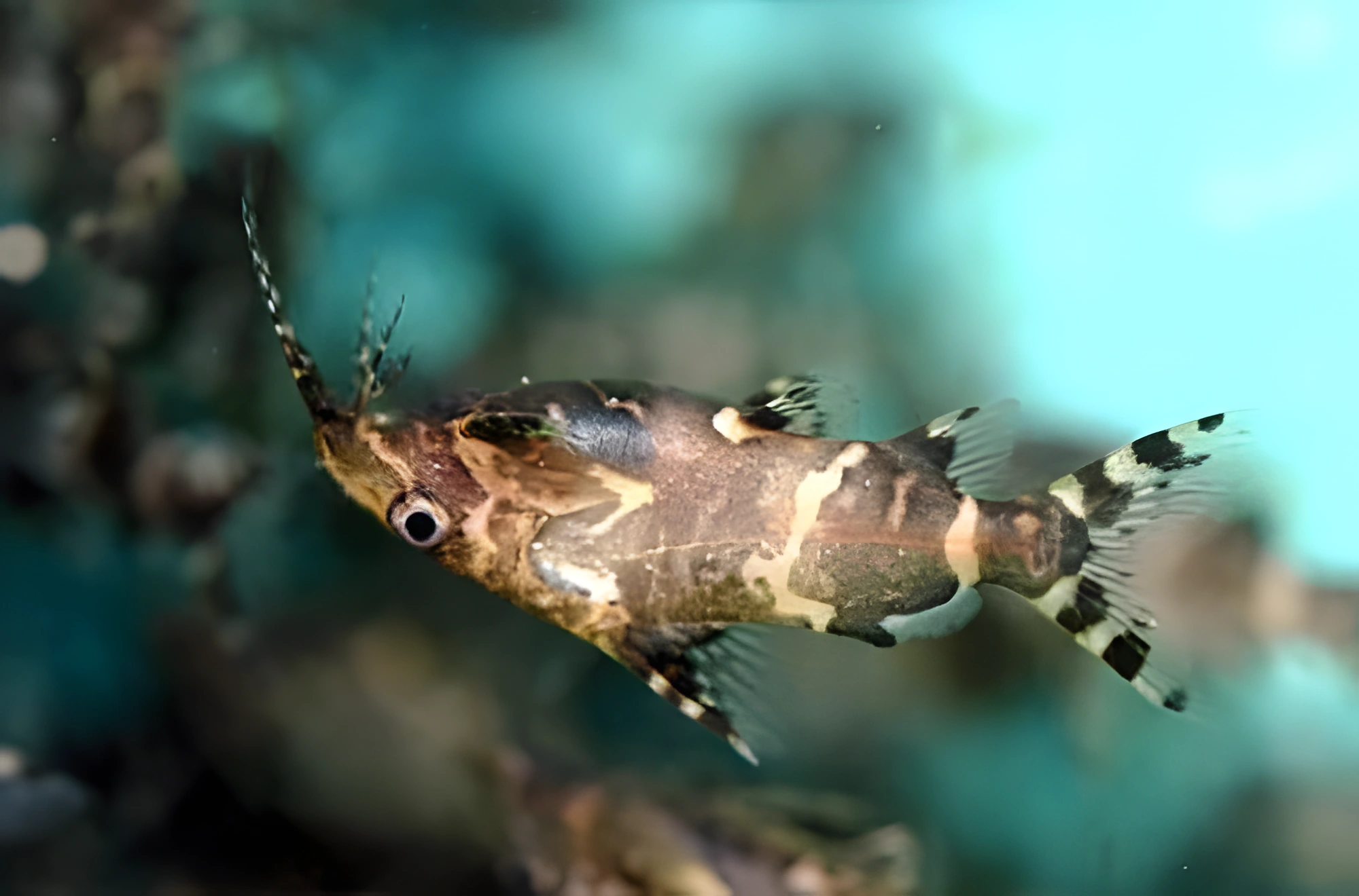 Fotografía del pez de acuario Pez gato invertido