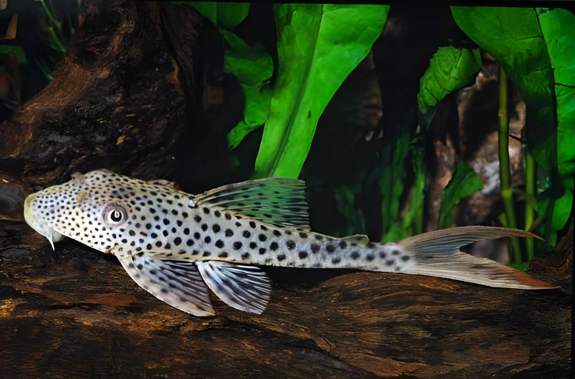 Fotografía del pez de acuario Pez gato Pleco