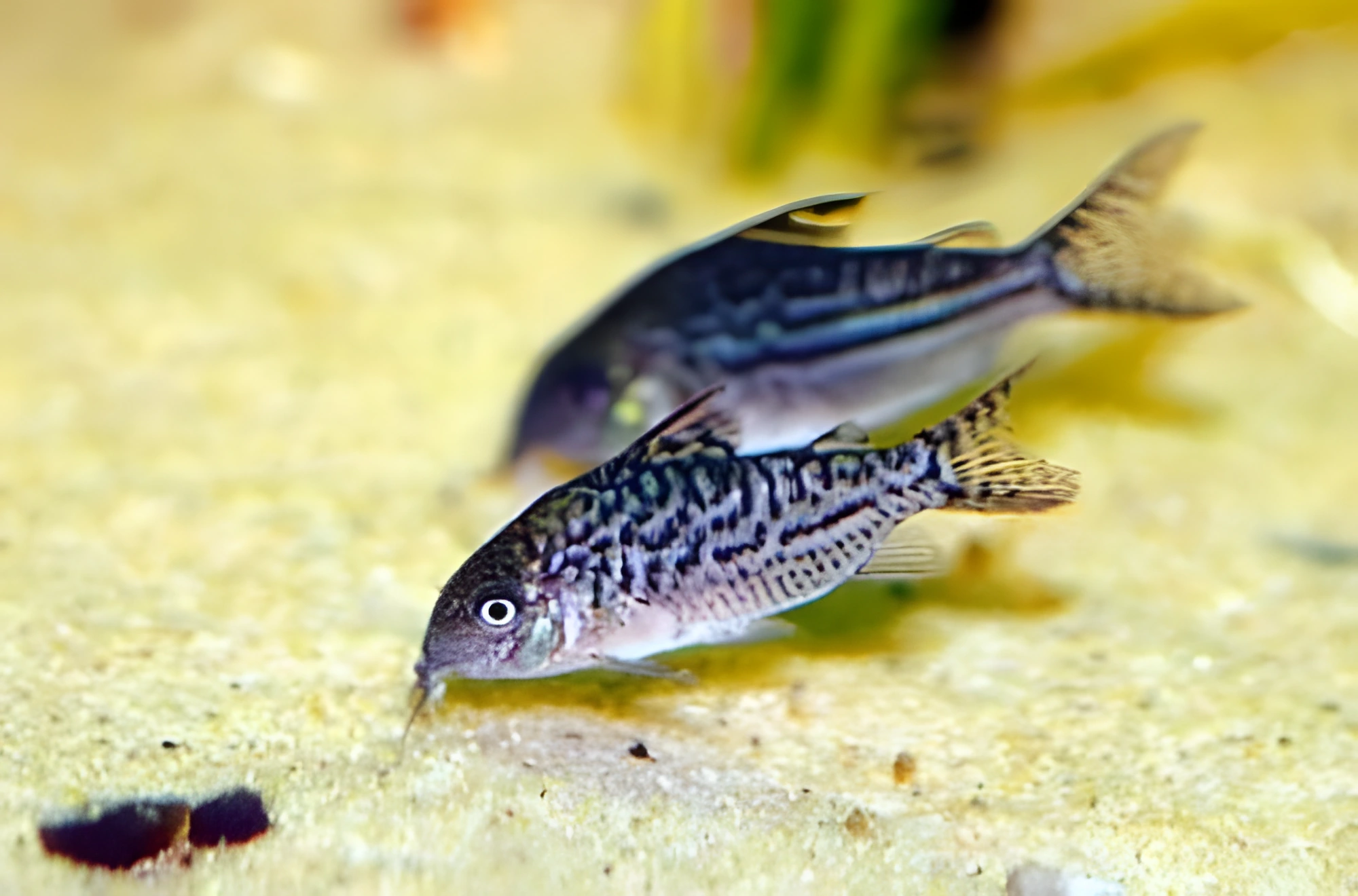 Fotografía del pez de acuario Coridora reticulada