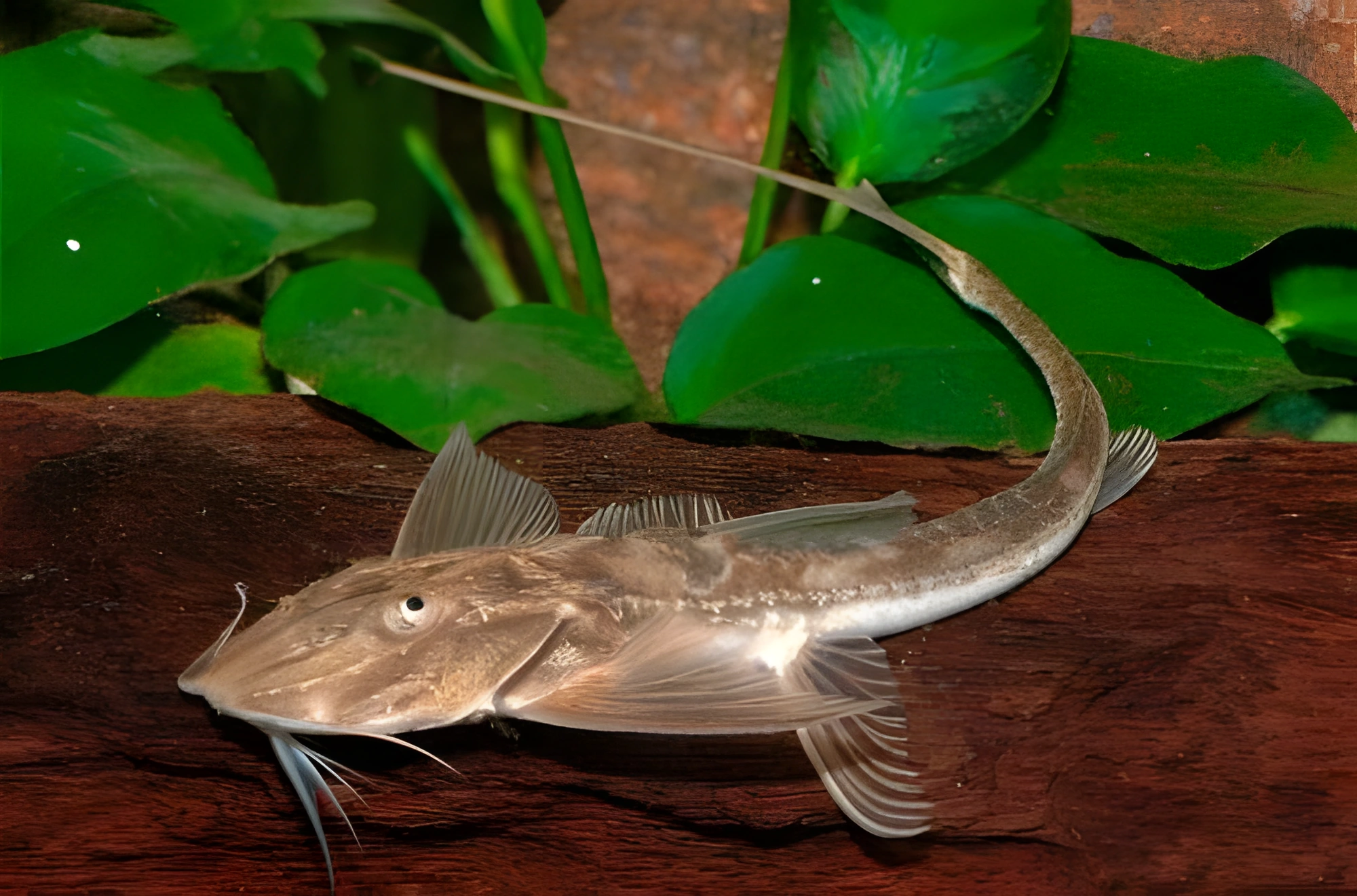 Fotografía del pez de acuario Pez gato Sisor
