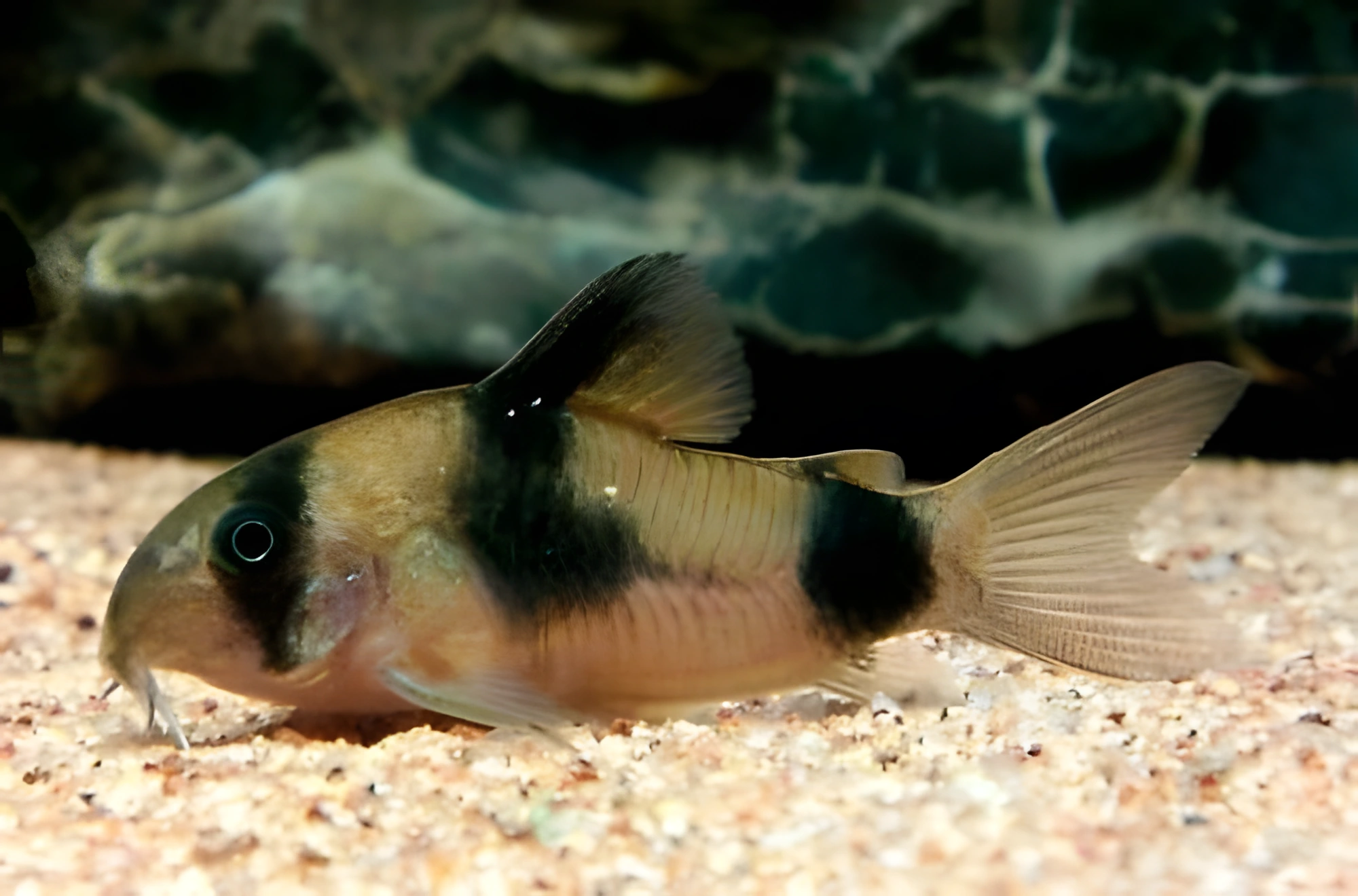Fotografía del pez de acuario Coridora de Weitzman