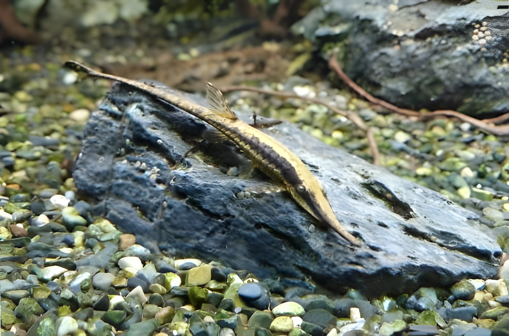 Fotografía del pez de acuario Pez gato ramita