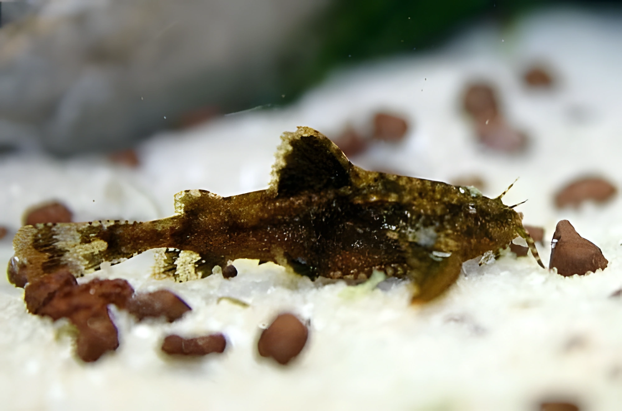 Fotografía del pez de acuario Pez gato ancla