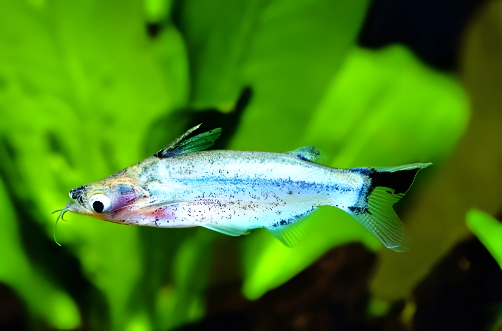 Fotografía del pez de acuario Pez gato durmiente