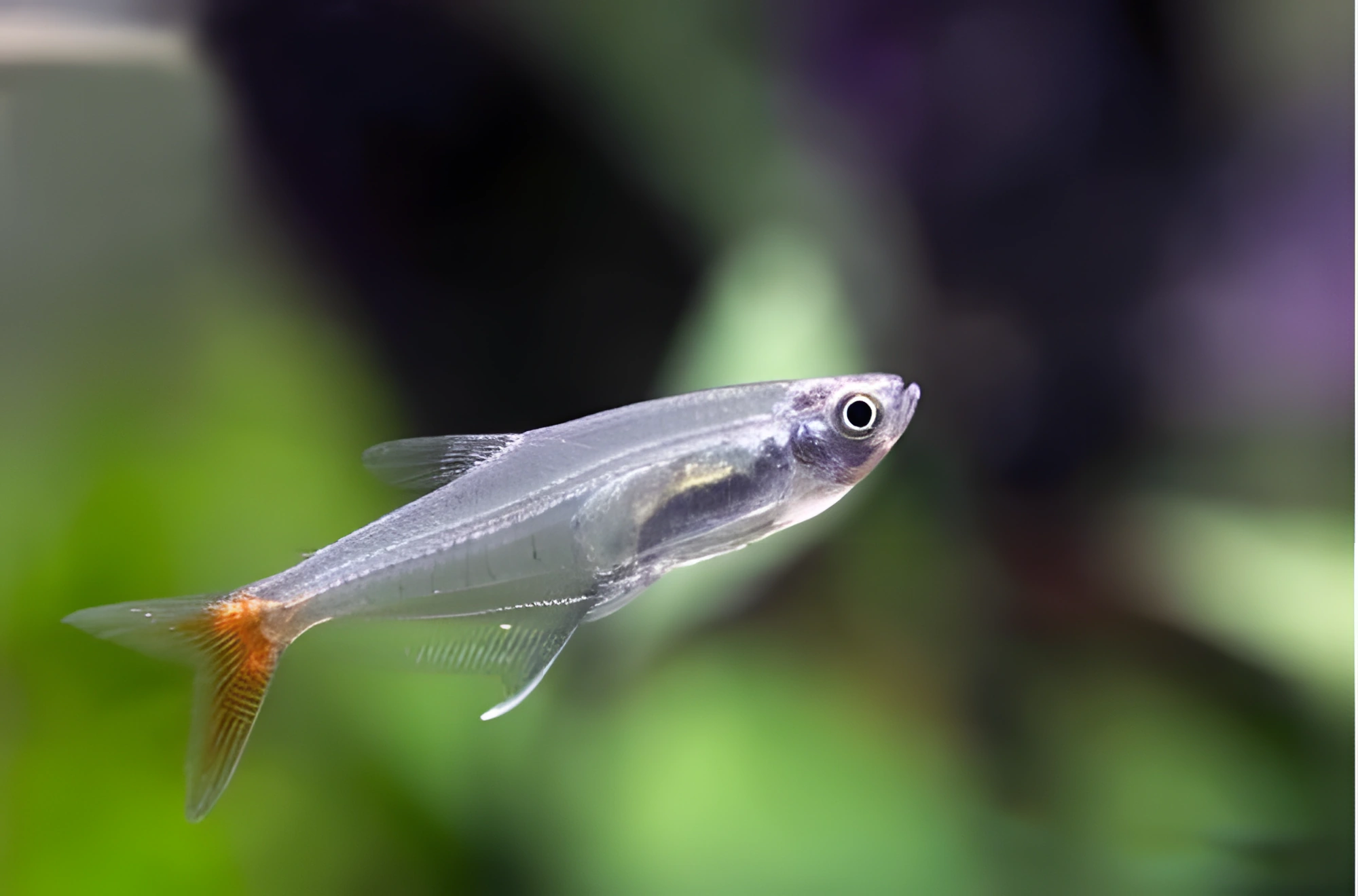 Fotografía del pez de acuario Tetra de Cristal