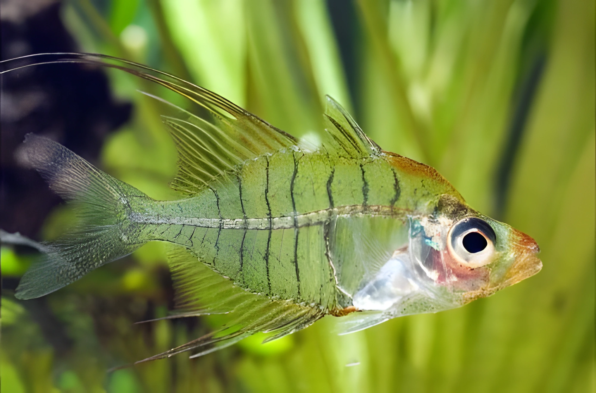 Fotografía del pez de acuario Pez ángel de cristal