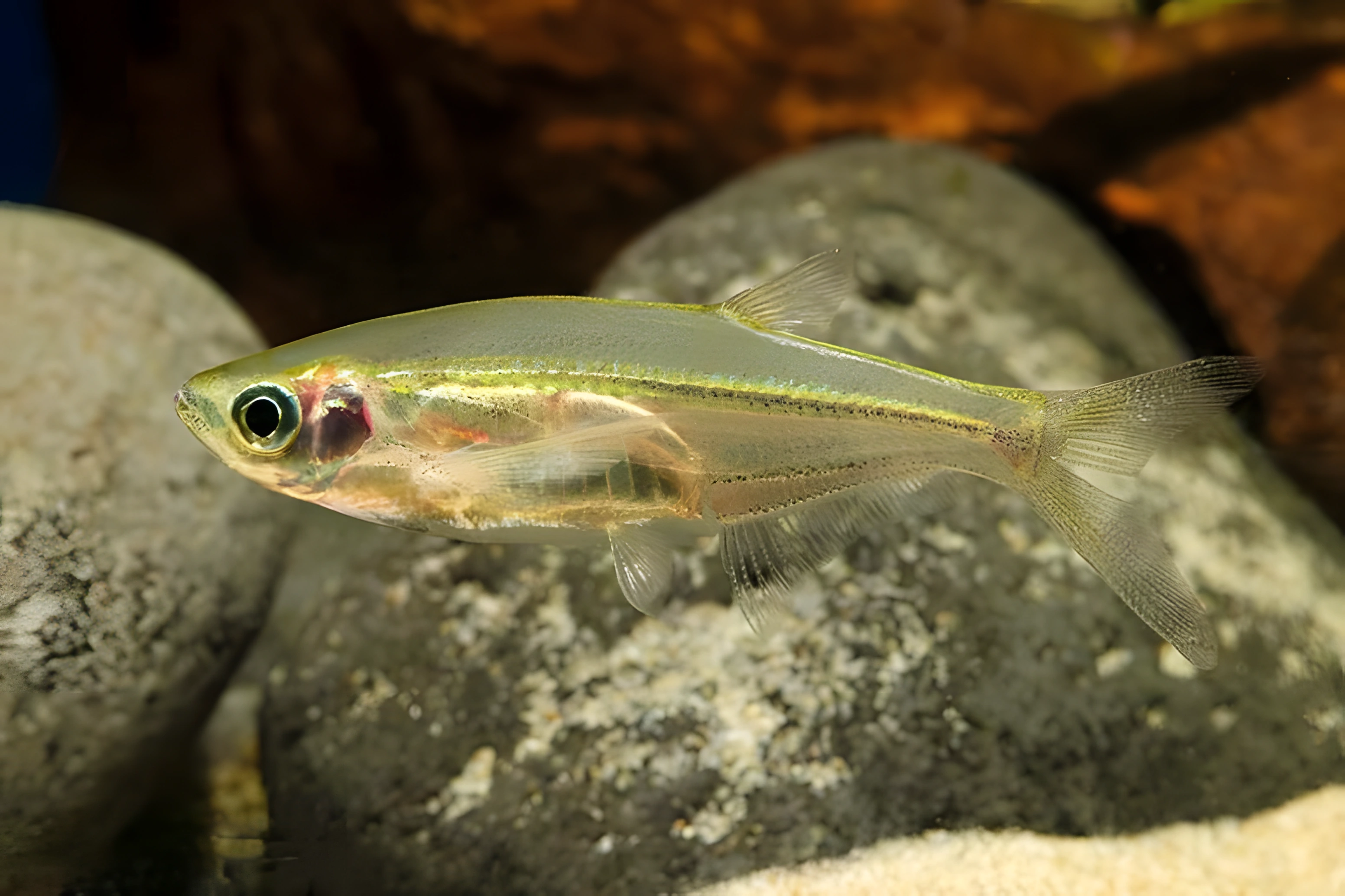 Fotografía del pez de acuario Barbo cuchillo de cristal