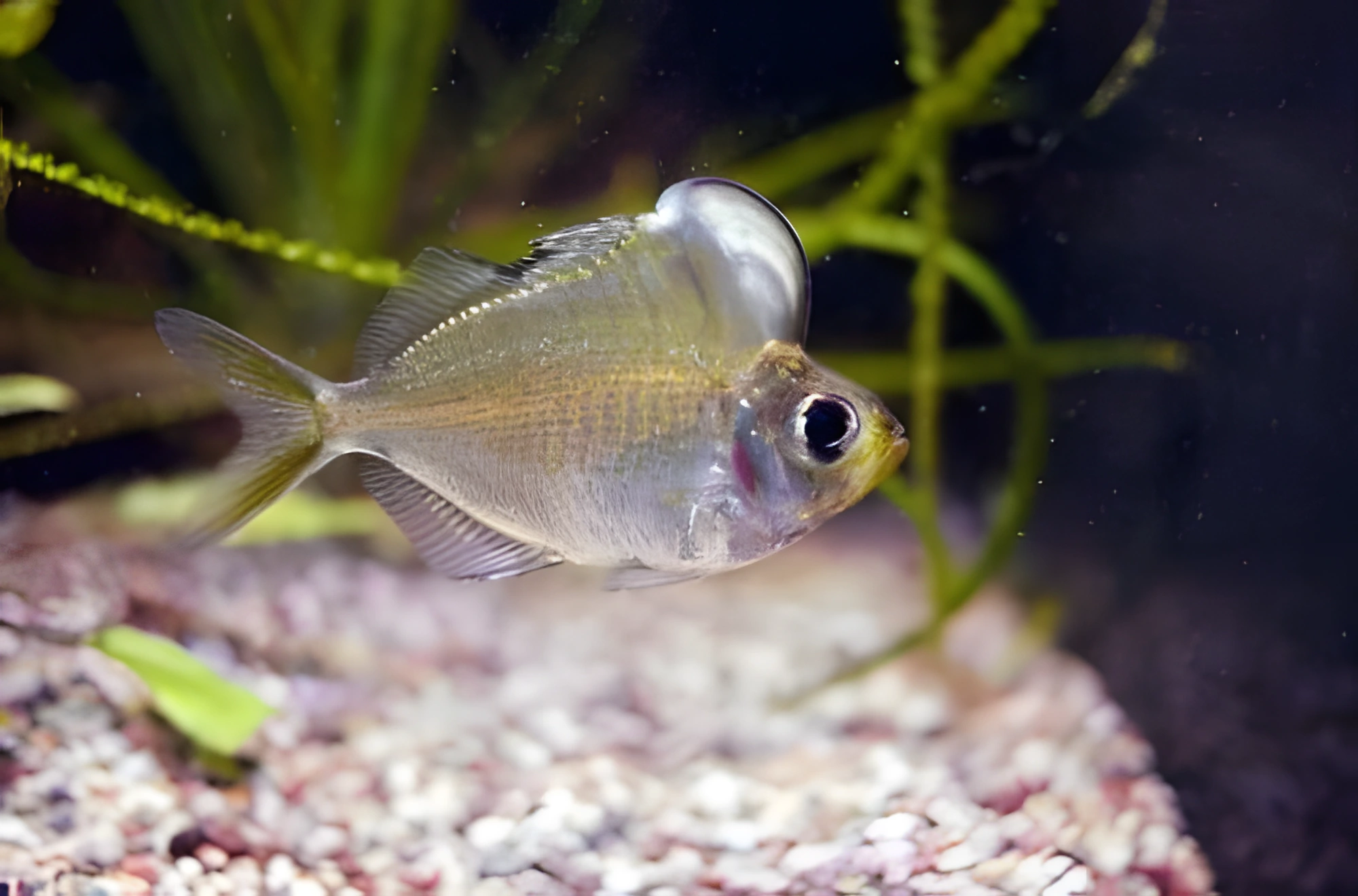 Fotografía del pez de acuario Perca de cristal de frente grande
