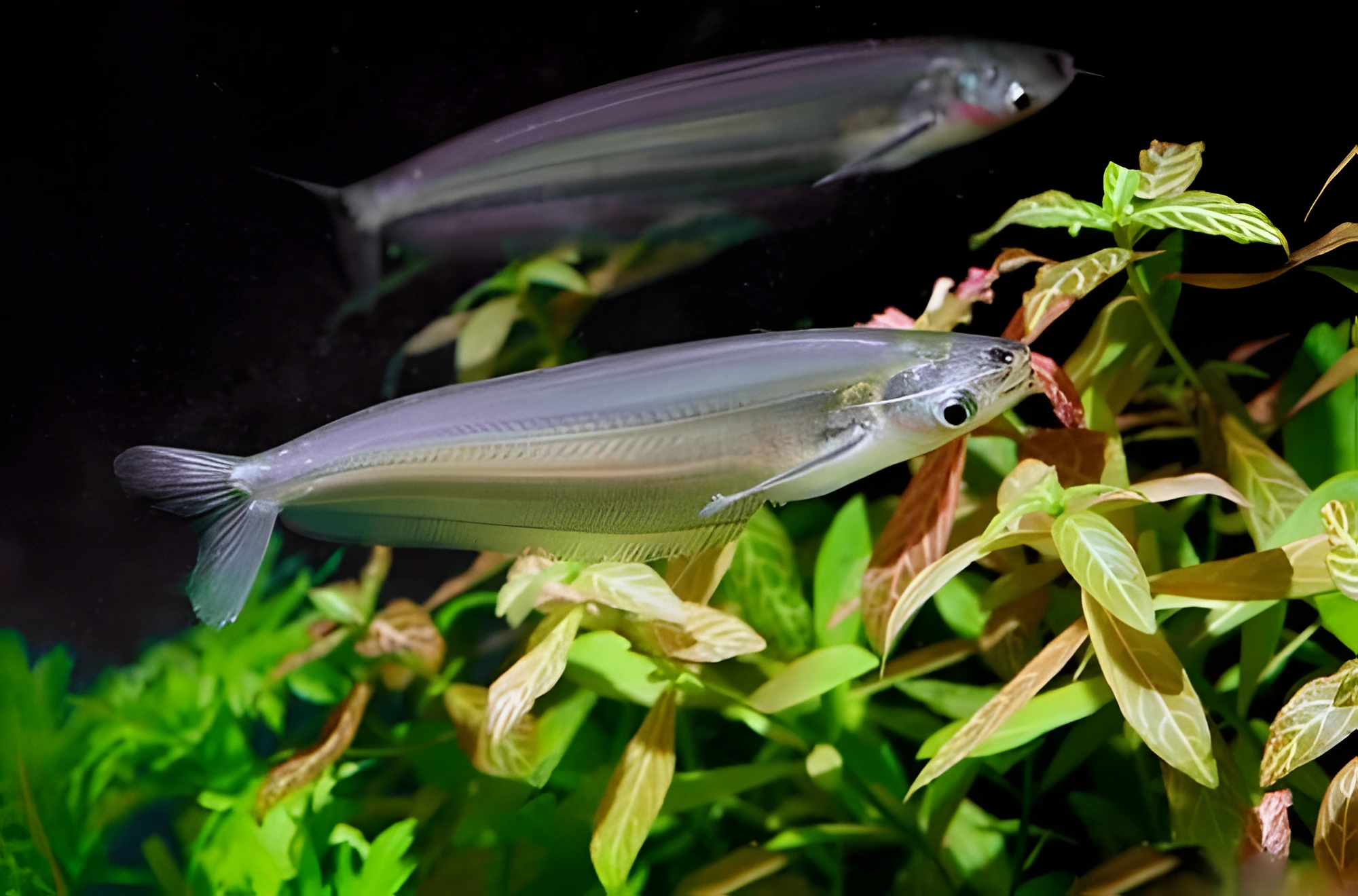 Fotografía del pez de acuario Pez gato de cristal gemelo
