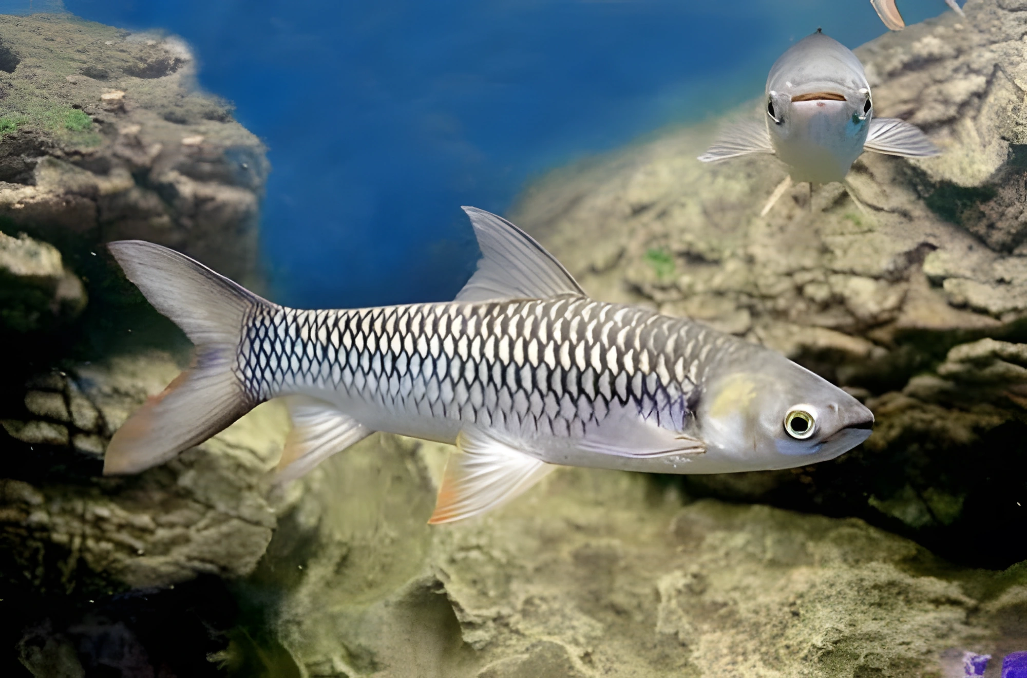 Fotografía del pez de acuario Pez Sultán
