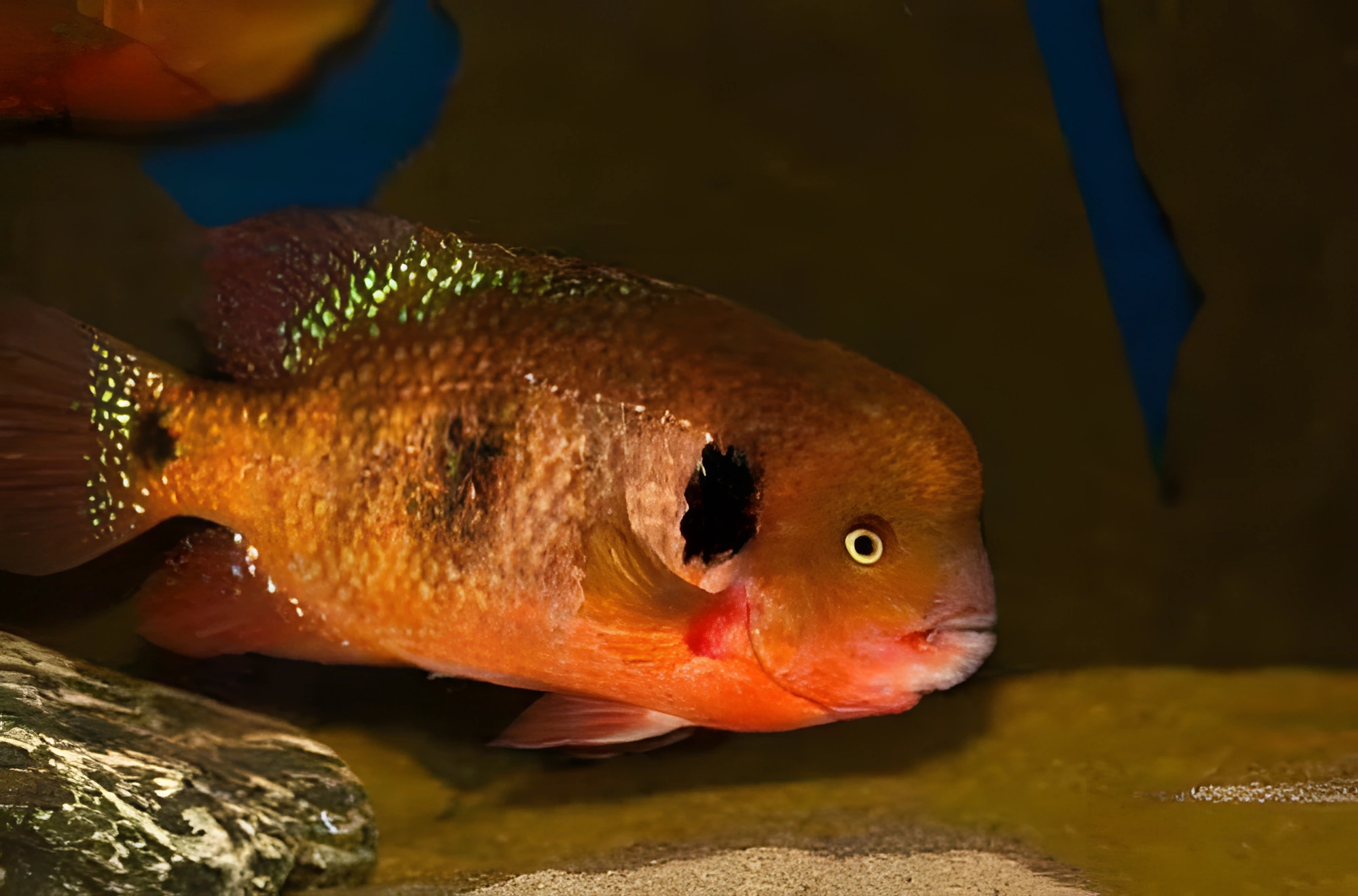 Fotografía del pez de acuario Theraps godmanni
