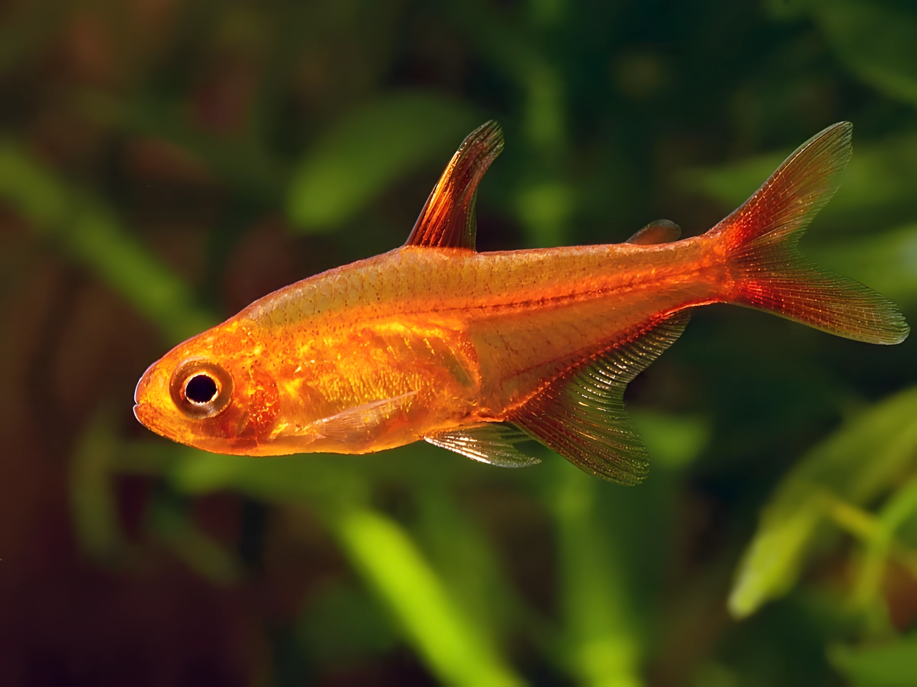Fotografía del pez de acuario Tetra Amanda