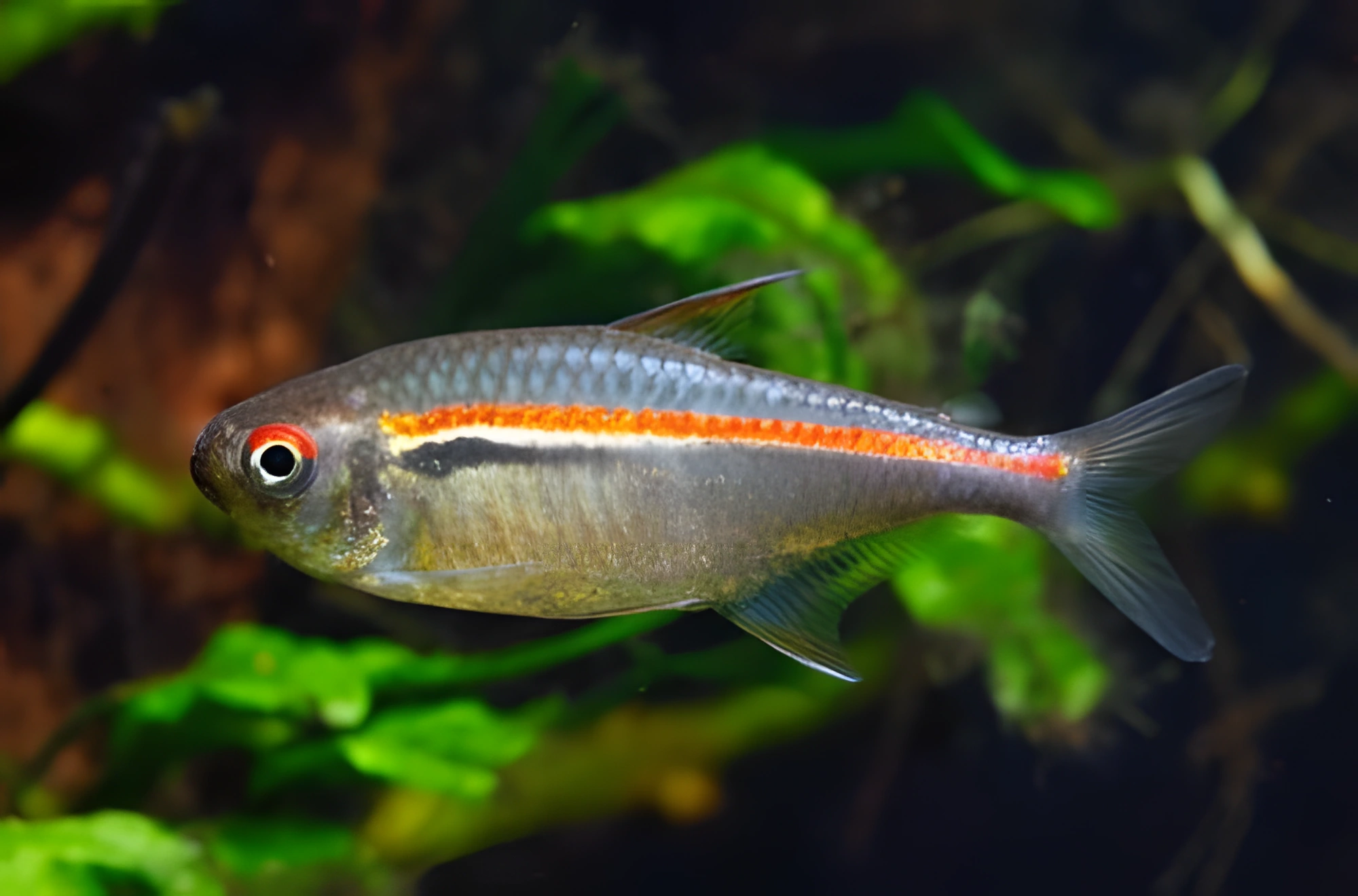 Fotografía del pez de acuario Tetra Amapa
