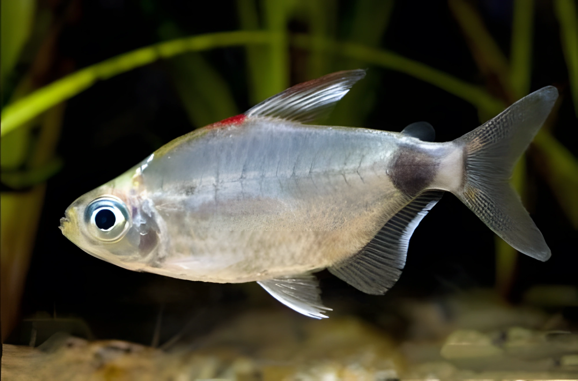 Fotografía del pez de acuario Tetra de Breuseghem