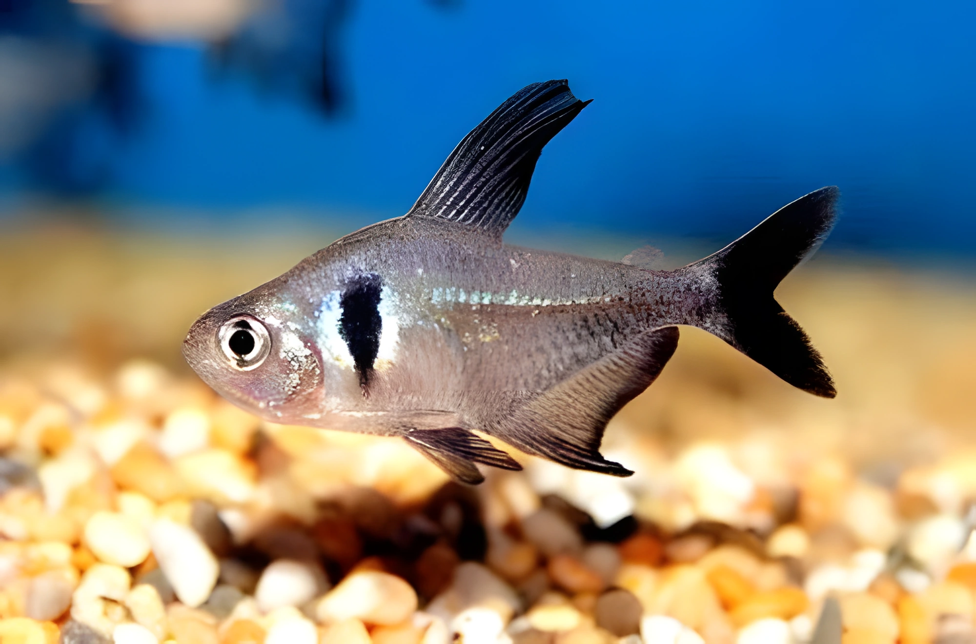 Fotografía del pez de acuario Tetra fantasma