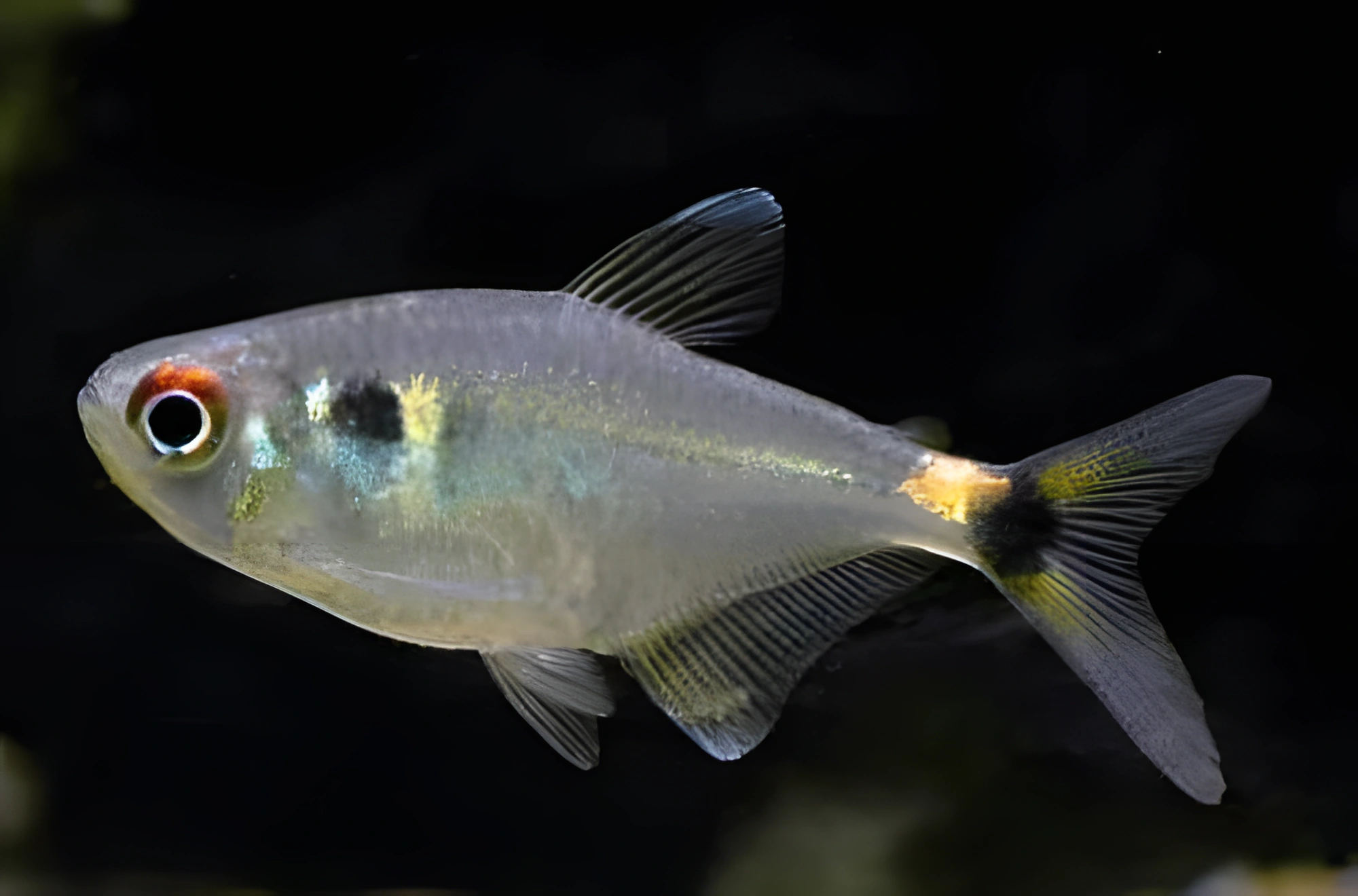 Fotografía del pez de acuario Tetra linterna