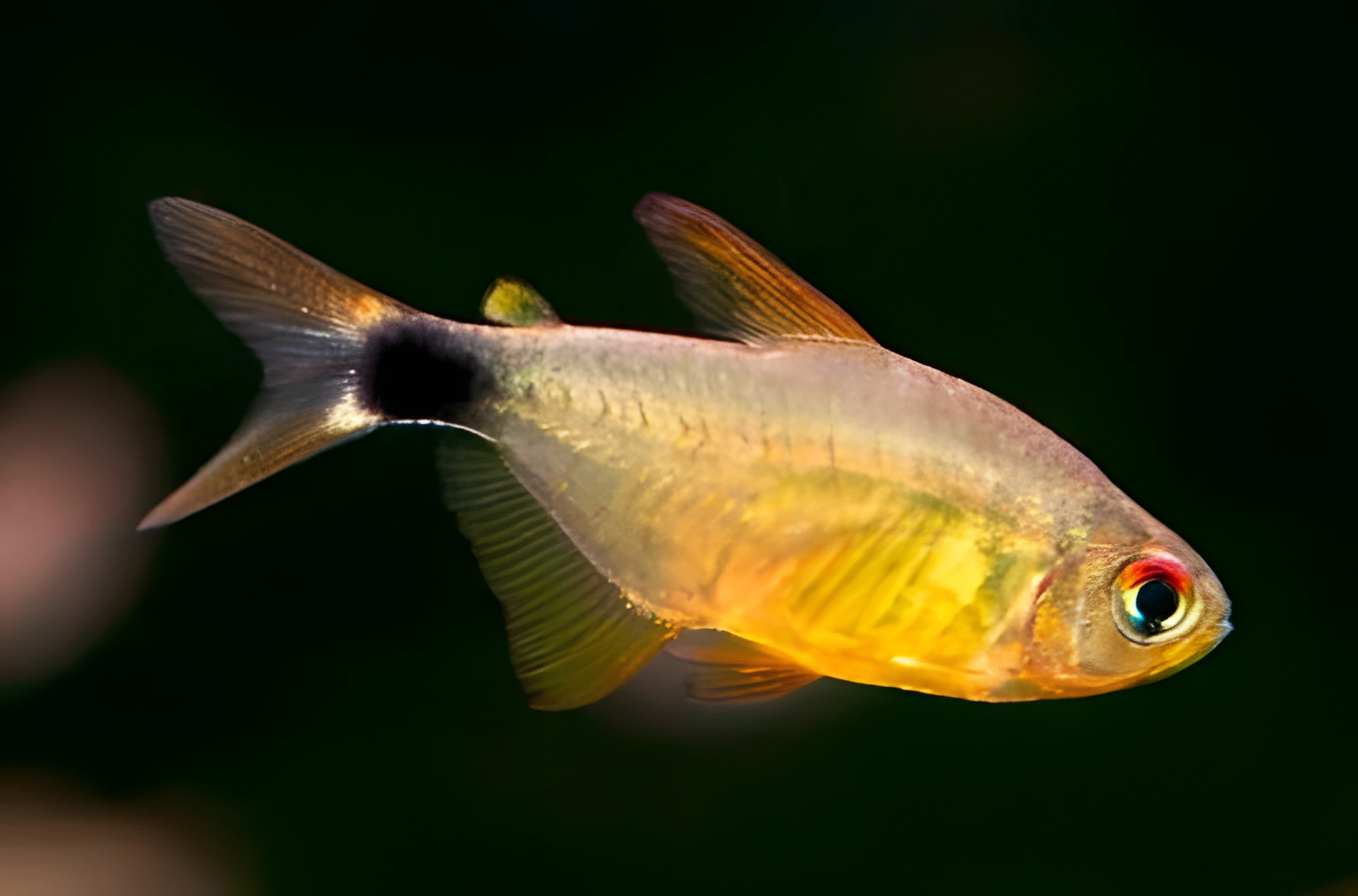Fotografía del pez de acuario Tetra Kitty