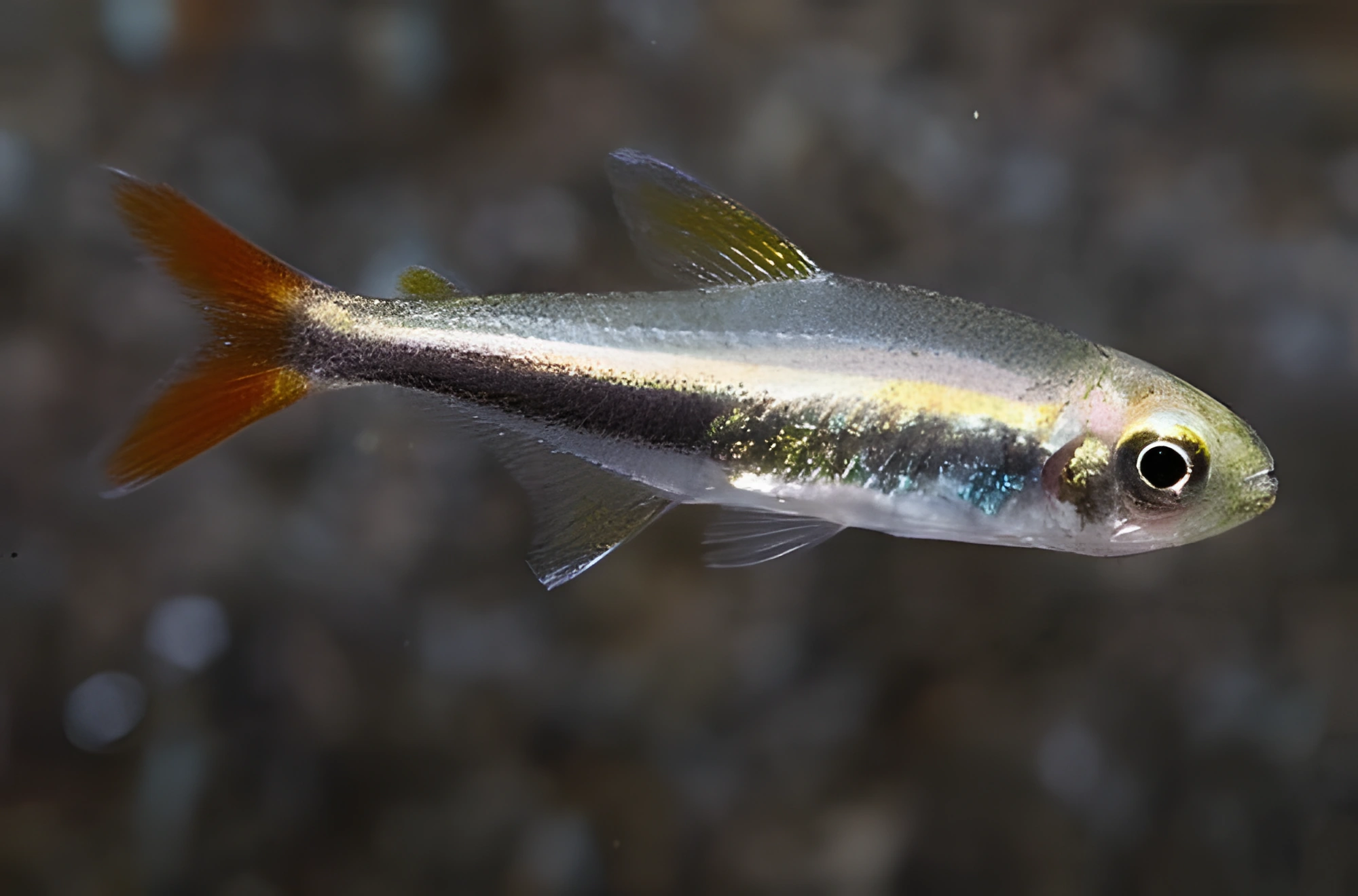 Fotografía del pez de acuario Tetra Loreto
